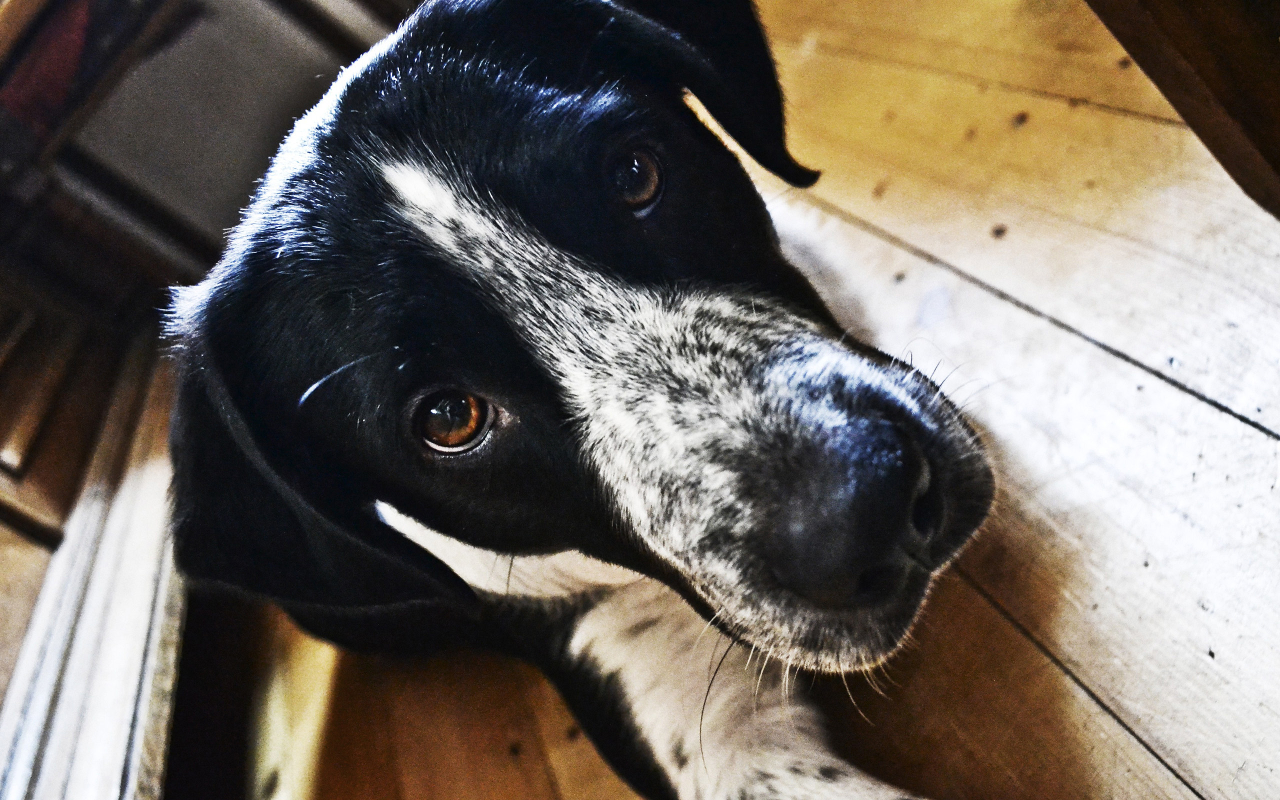 Téléchargez gratuitement l'image Animaux, Chiens, Chien sur le bureau de votre PC