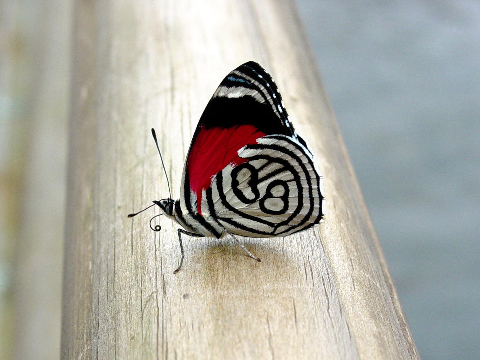 1436775 baixar papel de parede animais, borboleta - protetores de tela e imagens gratuitamente