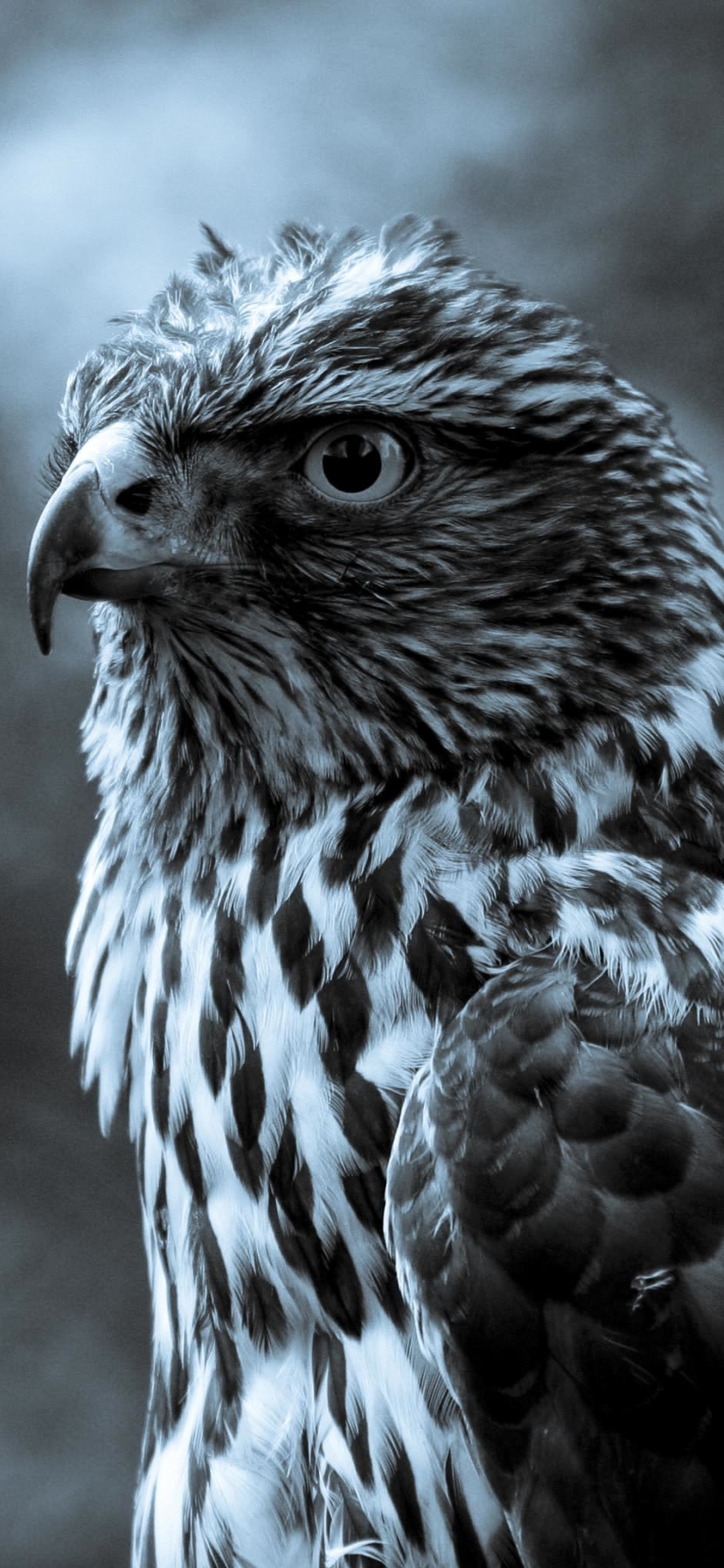 Download mobile wallpaper Birds, Bird, Falcon, Animal for free.