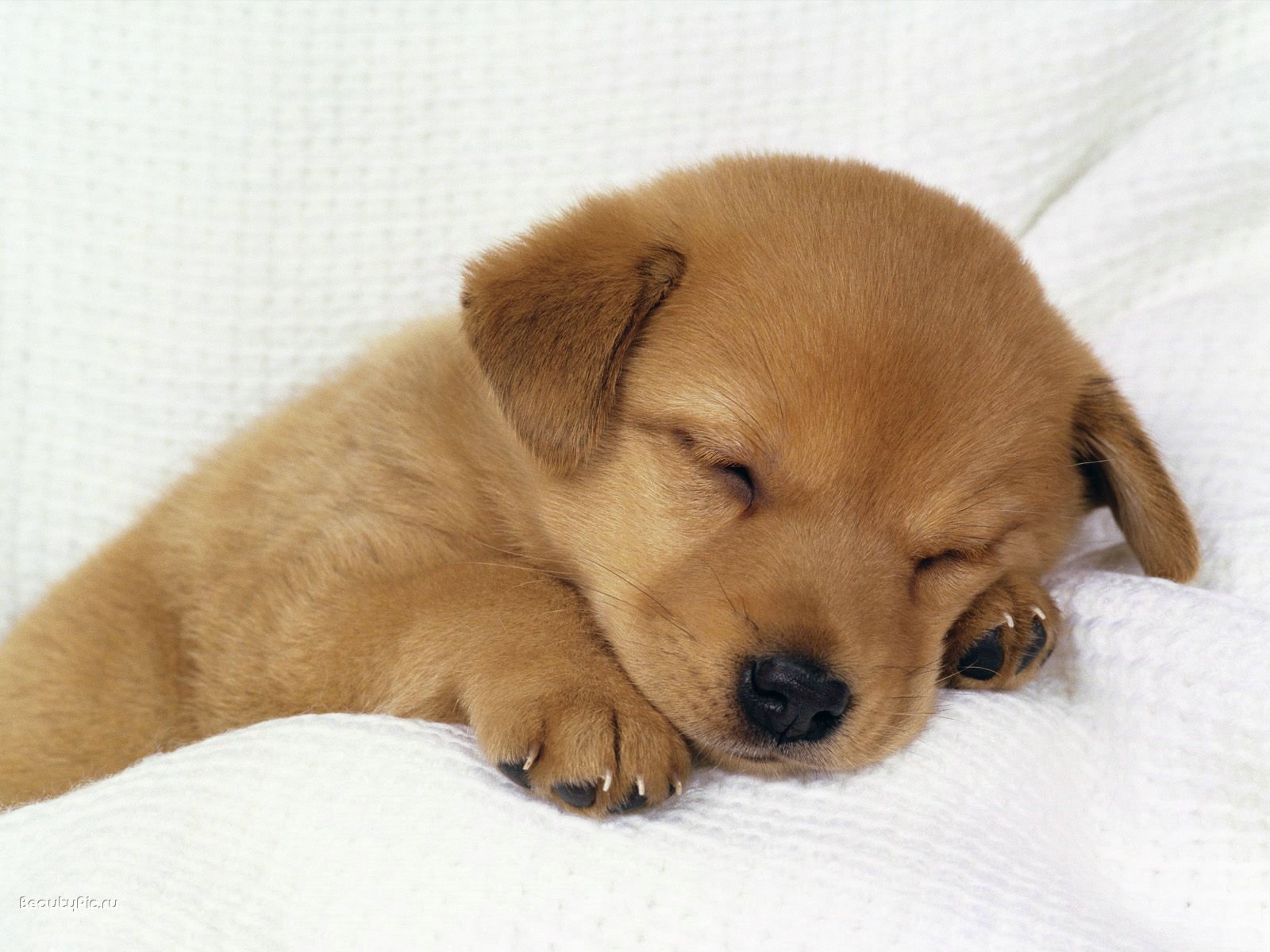 Download mobile wallpaper Animal, Puppy for free.