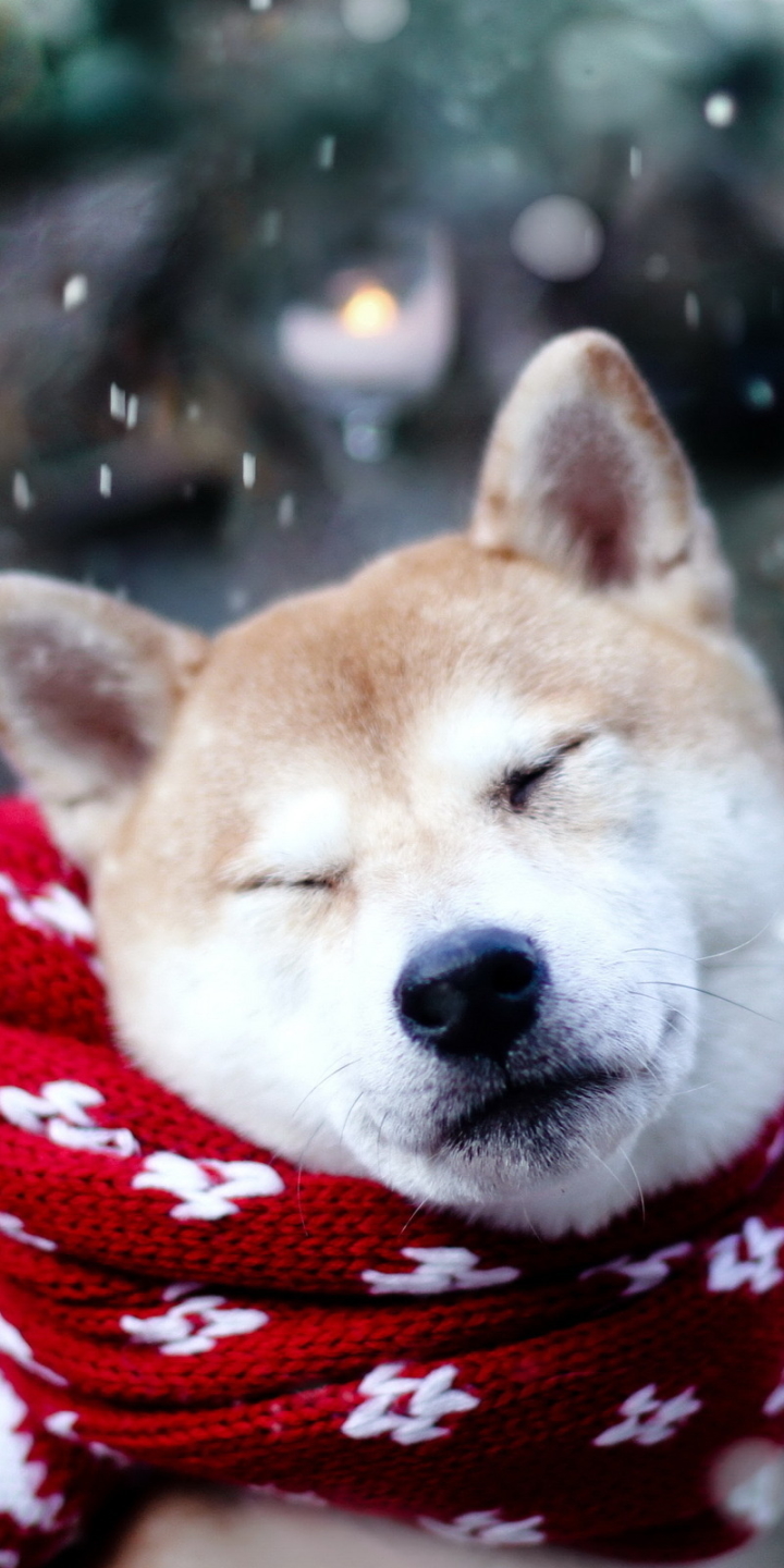 無料モバイル壁紙動物, 犬, 可愛いをダウンロードします。