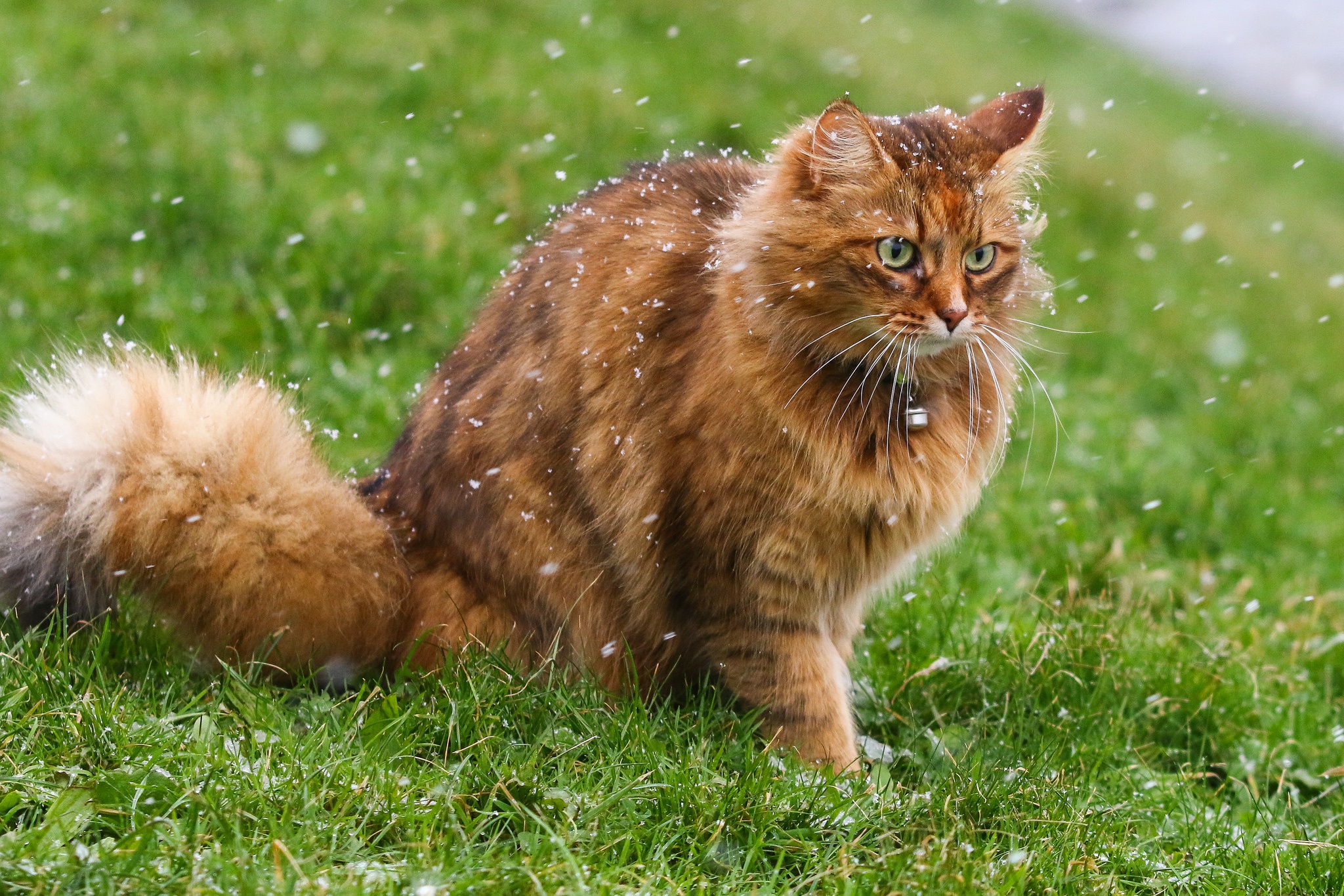 Baixar papel de parede para celular de Animais, Gatos, Grama, Gato, Queda De Neve gratuito.