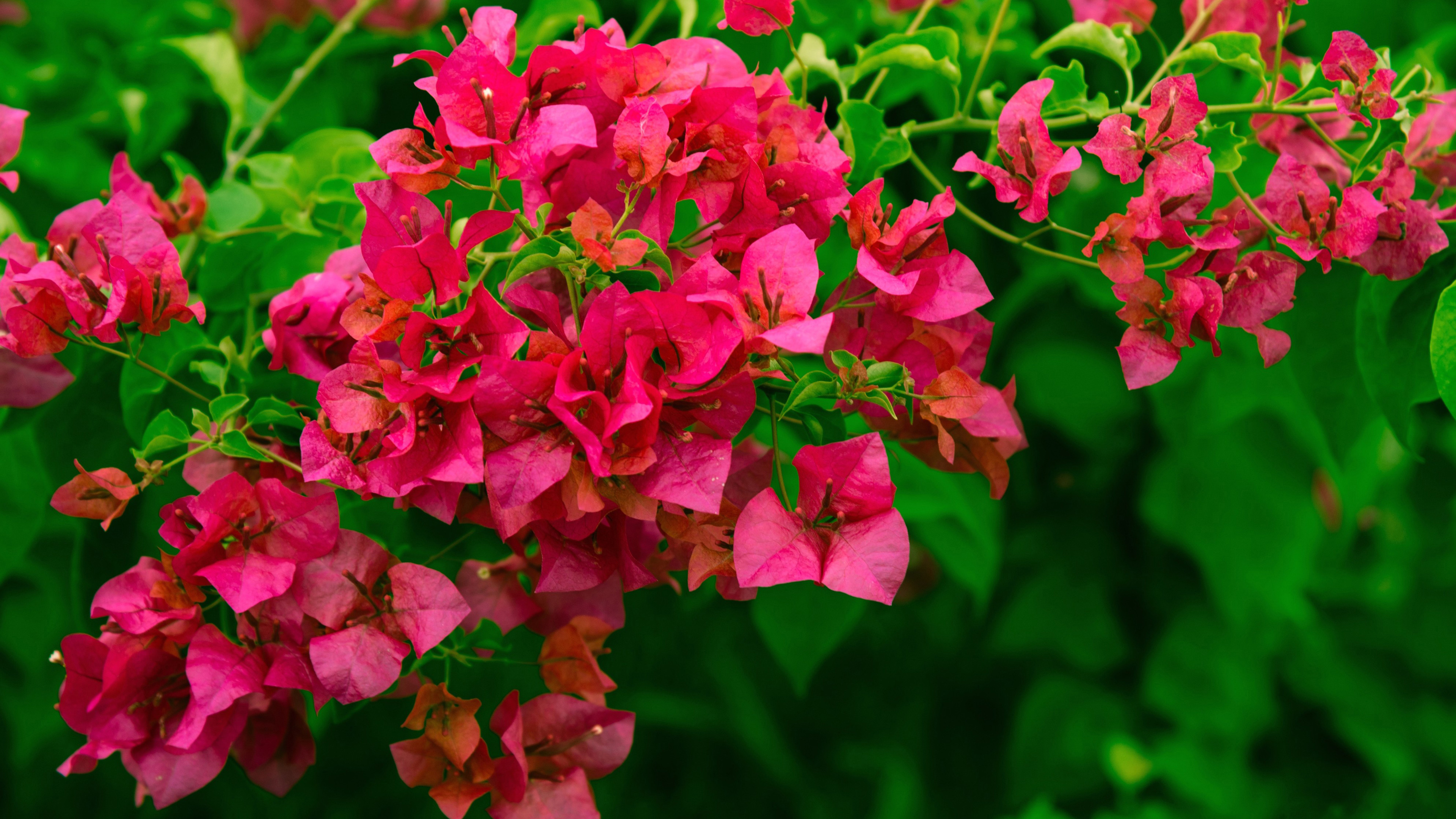 bougainvillea, earth, flower, leaf, pink flower, flowers