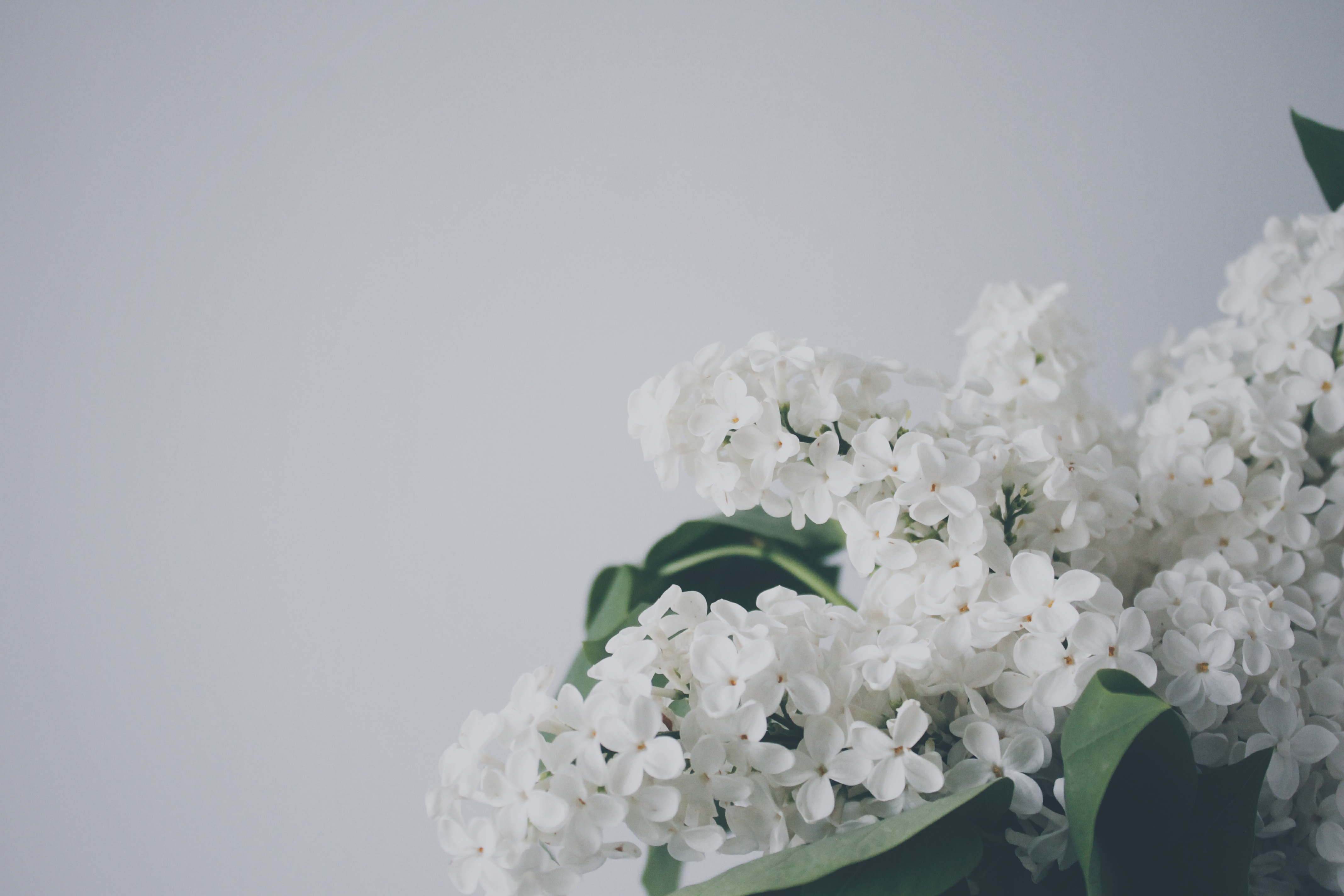 Download mobile wallpaper Branch, Flowers, Lilac for free.