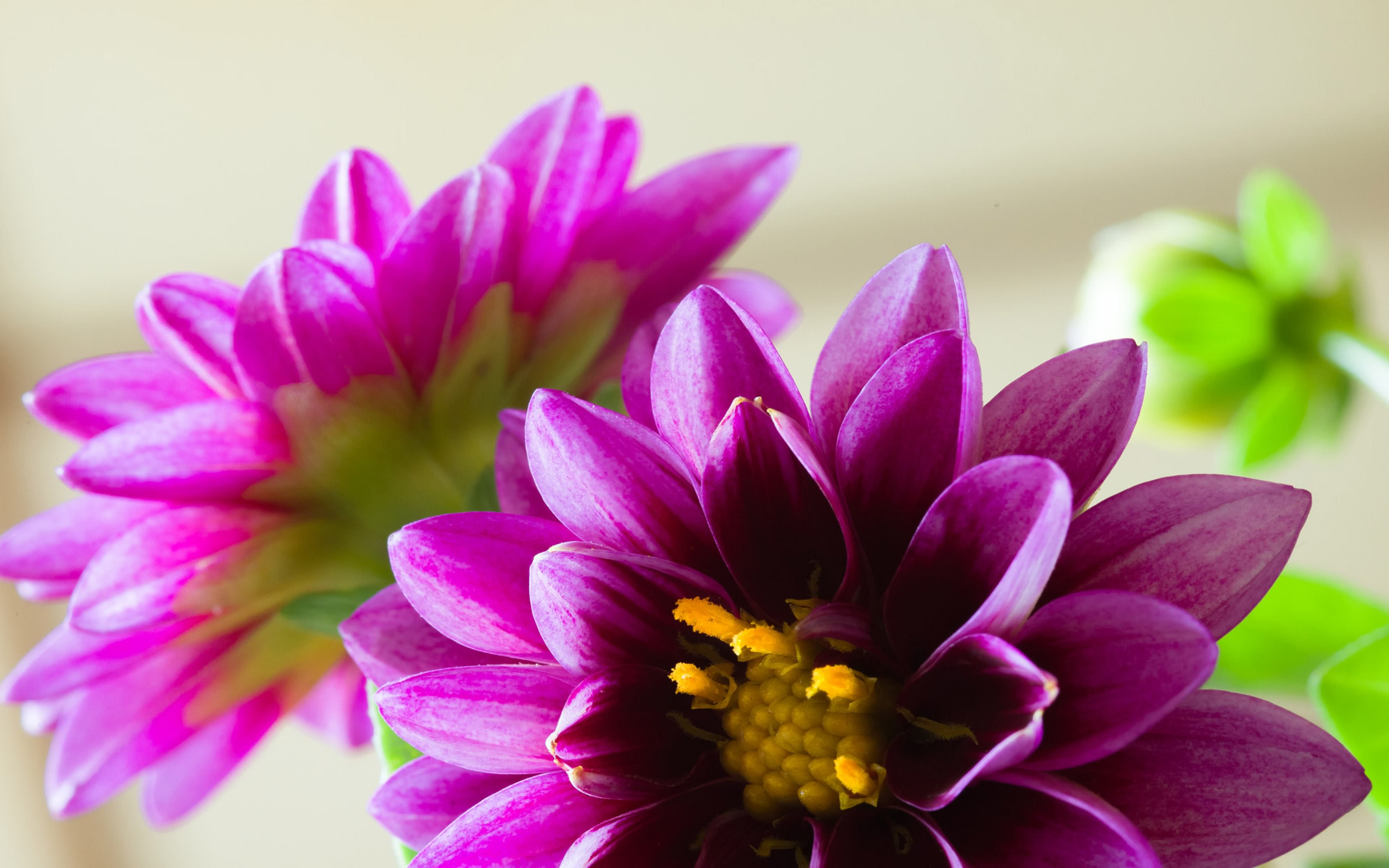 Завантажити шпалери безкоштовно Квітка, Земля, Жоржина, Фіолетова Квітка, Флауерзи картинка на робочий стіл ПК