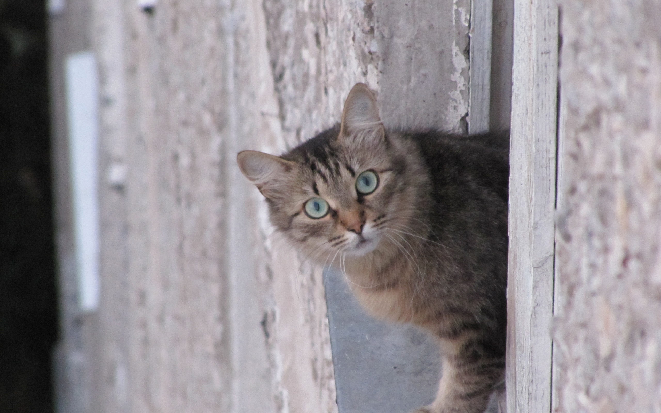 Laden Sie das Katze, Katzen, Tiere-Bild kostenlos auf Ihren PC-Desktop herunter