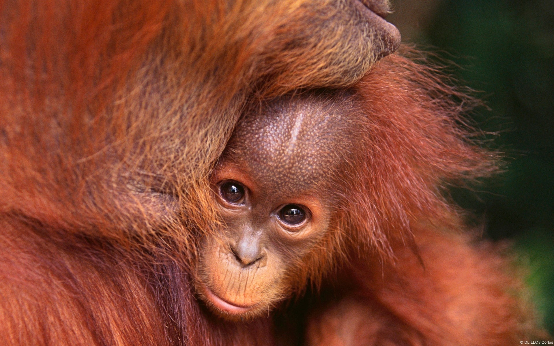 280443 baixar papel de parede animais, orangotango, macacos - protetores de tela e imagens gratuitamente