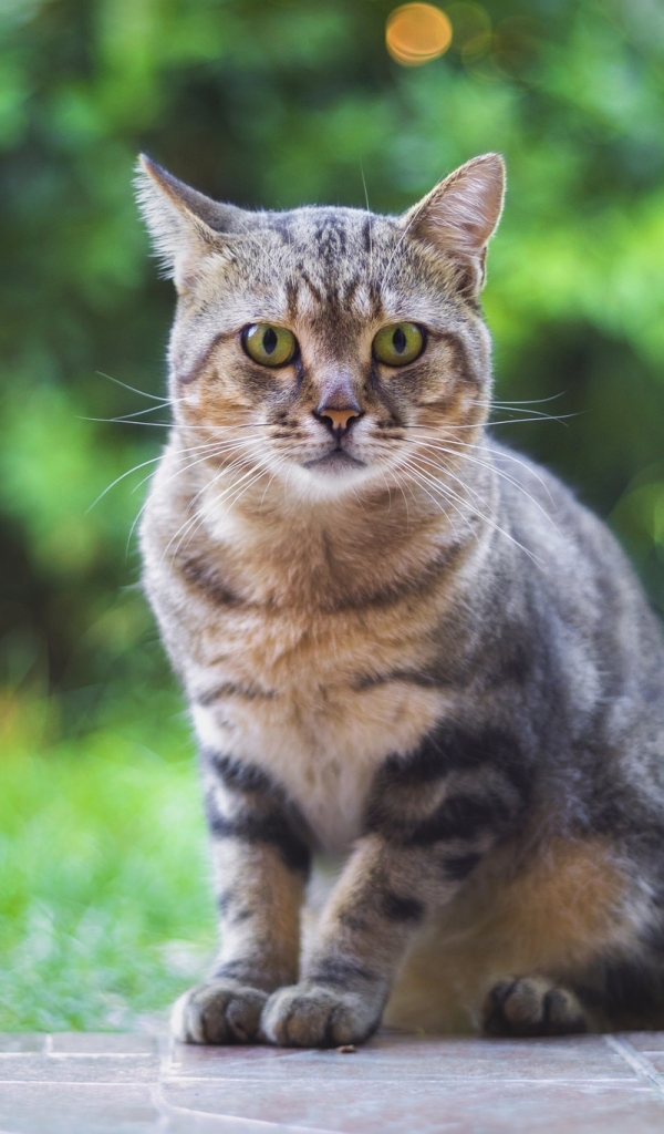 無料モバイル壁紙動物, ネコ, 猫, 見詰める, 被写界深度をダウンロードします。