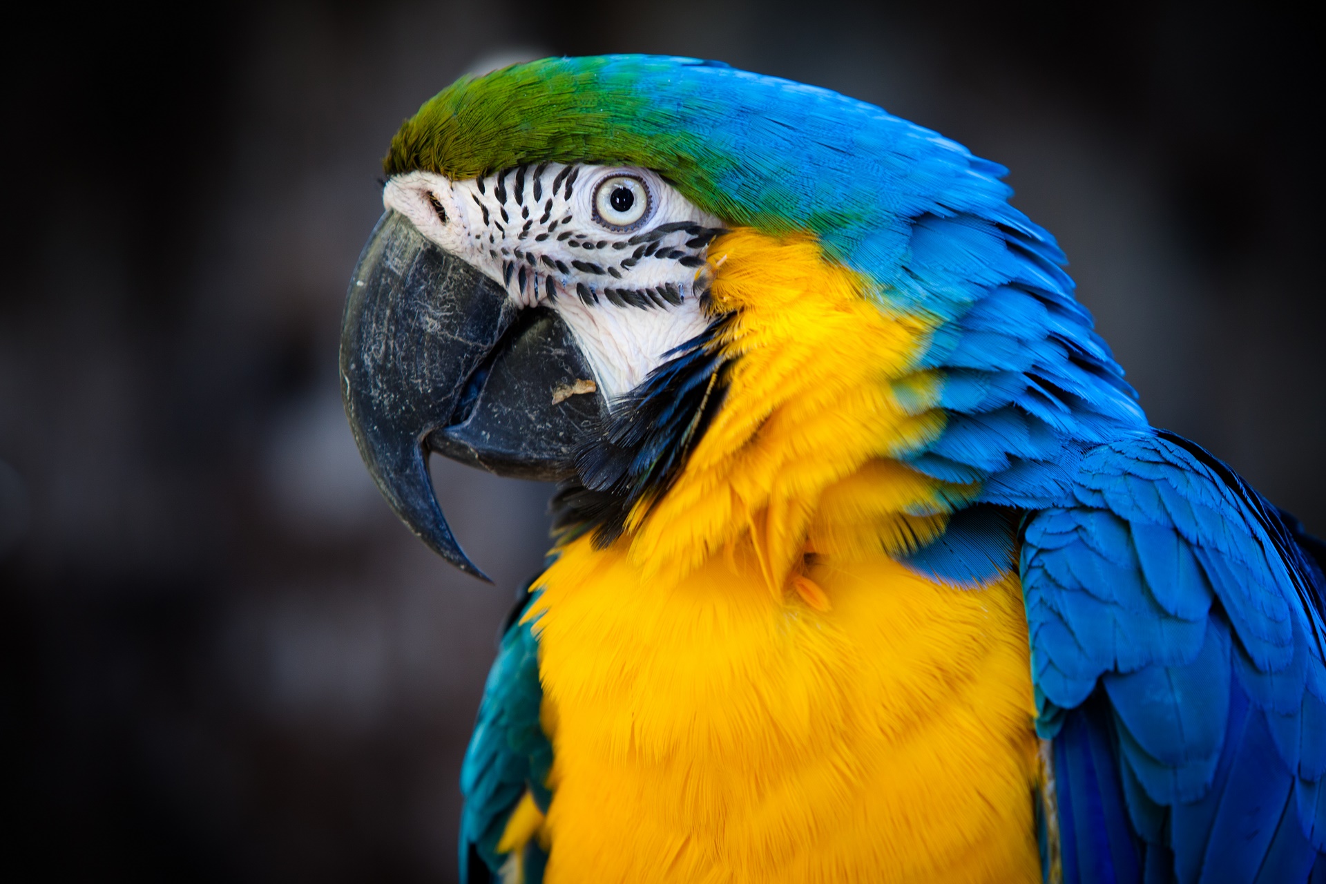 無料モバイル壁紙動物, 鳥, 青と黄色のコンゴウインコをダウンロードします。