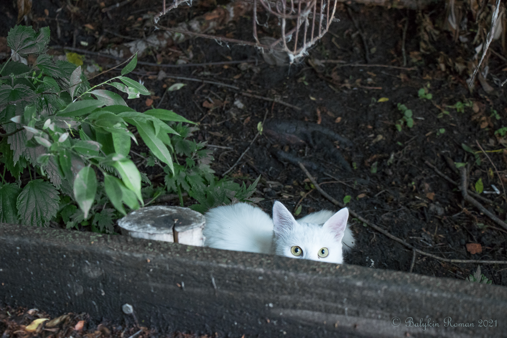 Descarga gratuita de fondo de pantalla para móvil de Animales, Gatos, Gato.