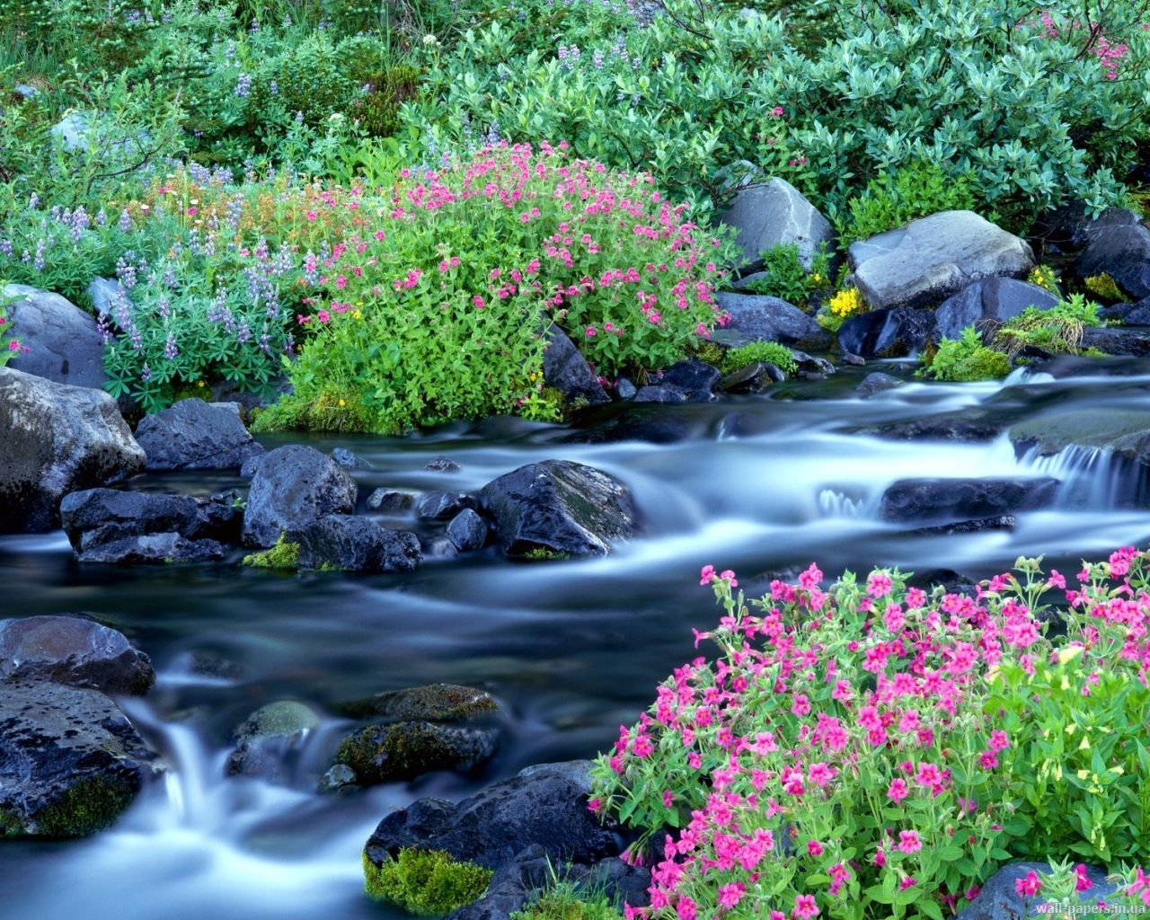 無料モバイル壁紙植物, 川, フラワーズ, 風景をダウンロードします。