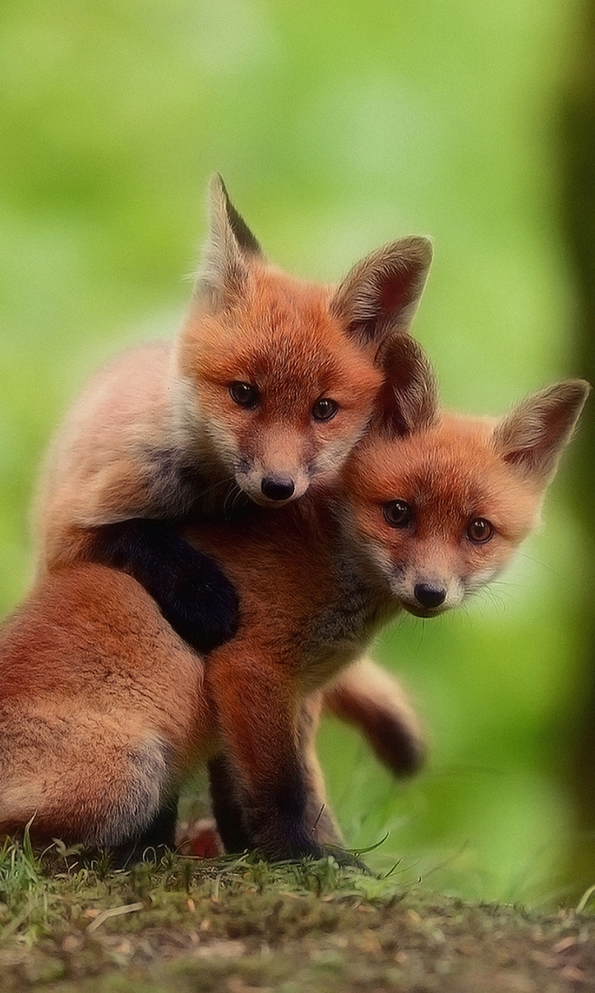 Baixar papel de parede para celular de Animais, Raposa, Bonitinho, Fofo gratuito.