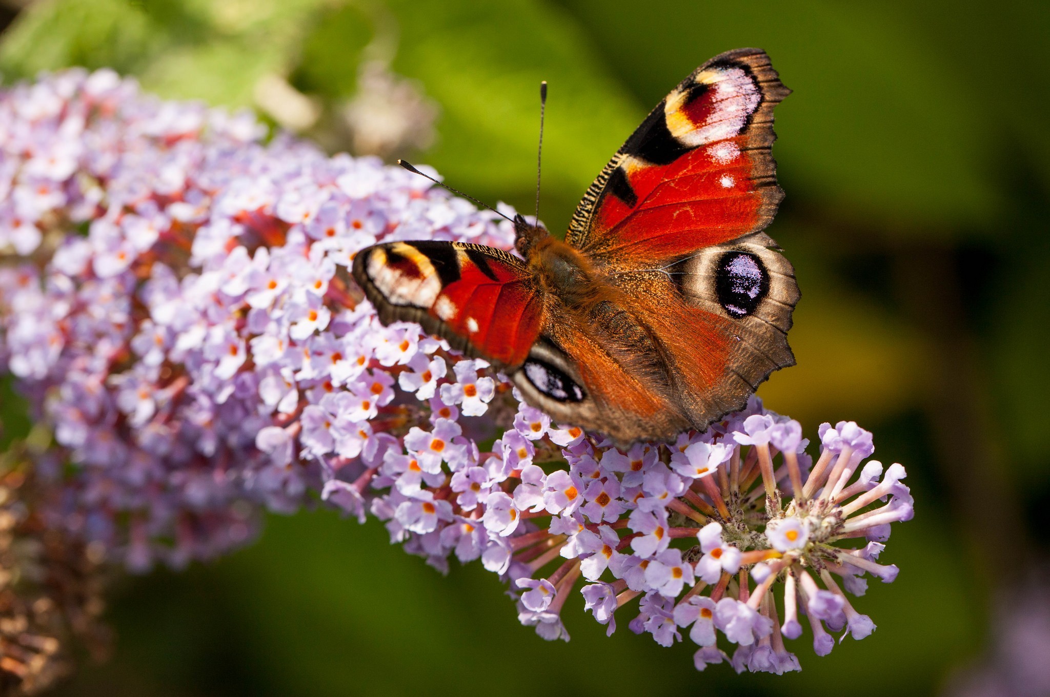 Скачать картинку Животные, Бабочка, Цветущие в телефон бесплатно.