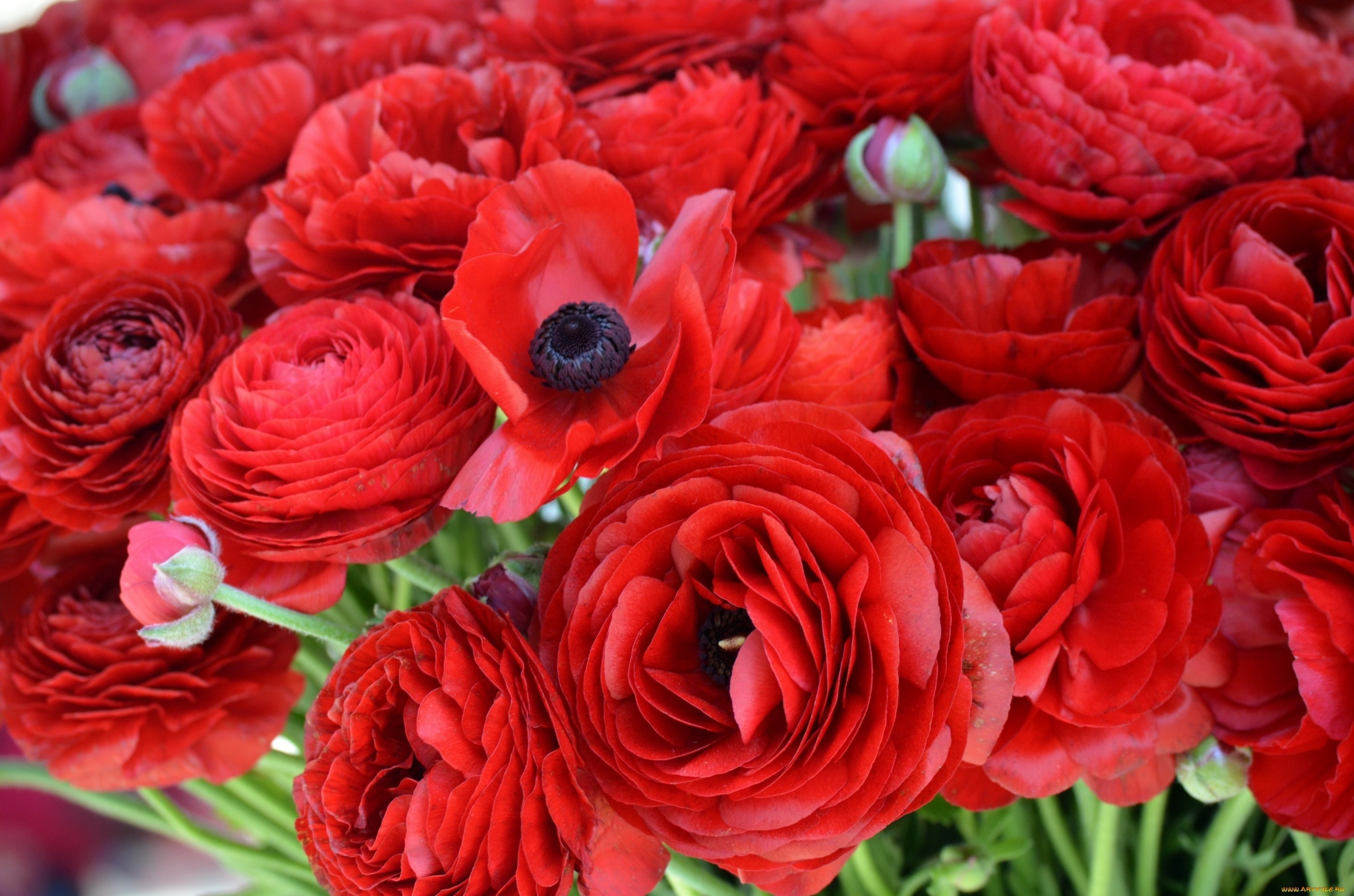 Laden Sie das Blumen, Blume, Erde/natur-Bild kostenlos auf Ihren PC-Desktop herunter