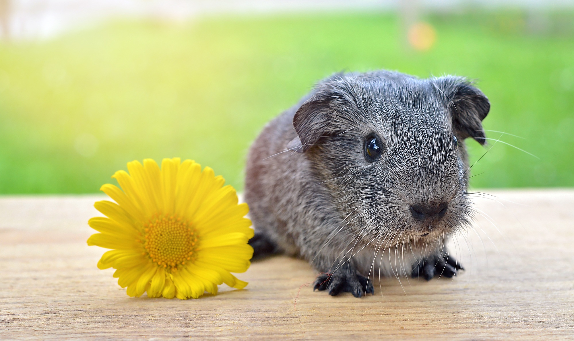 guinea pig, animals, grass, flower, rodent