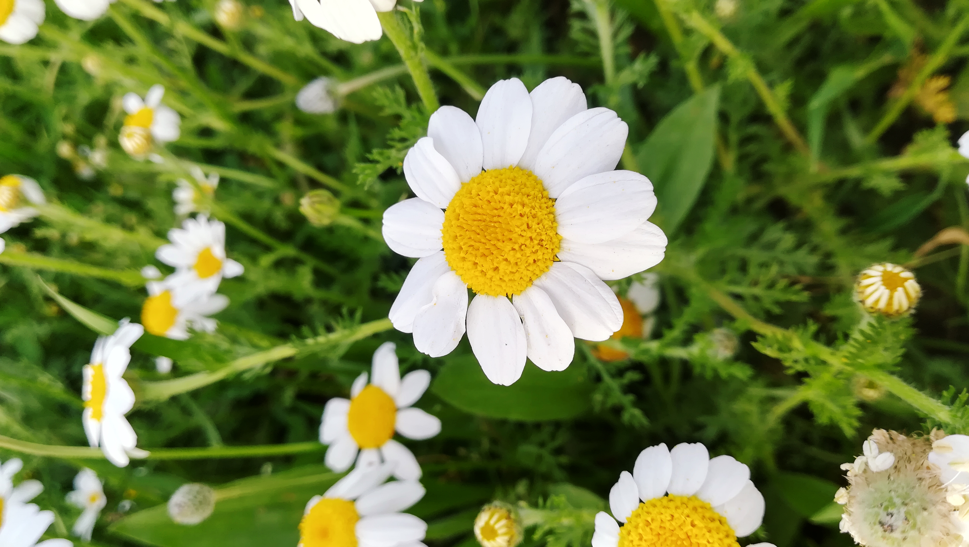 Free download wallpaper Flower, Earth, Spring, Chamomile on your PC desktop