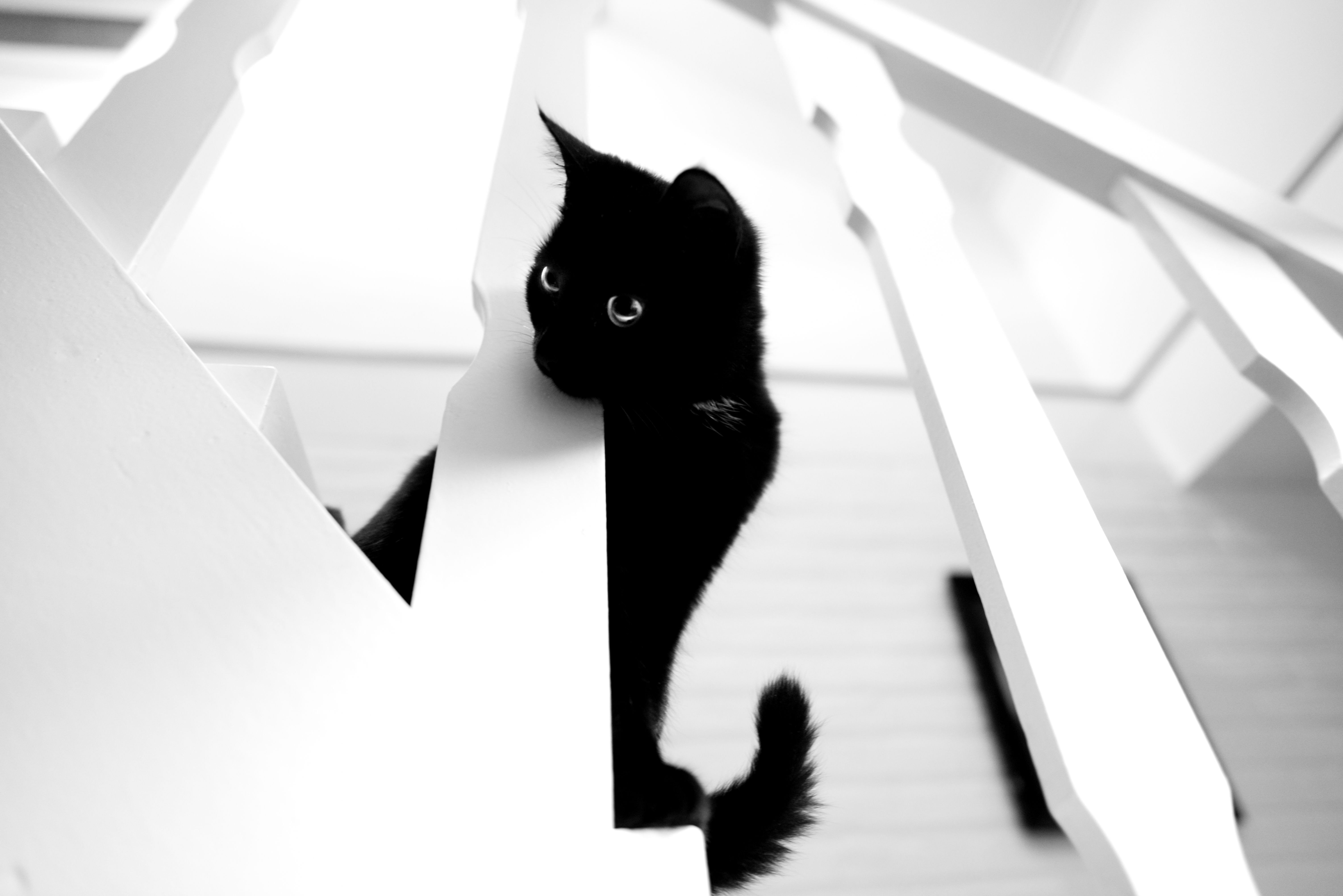 android cat, bw, animals, pet, chb
