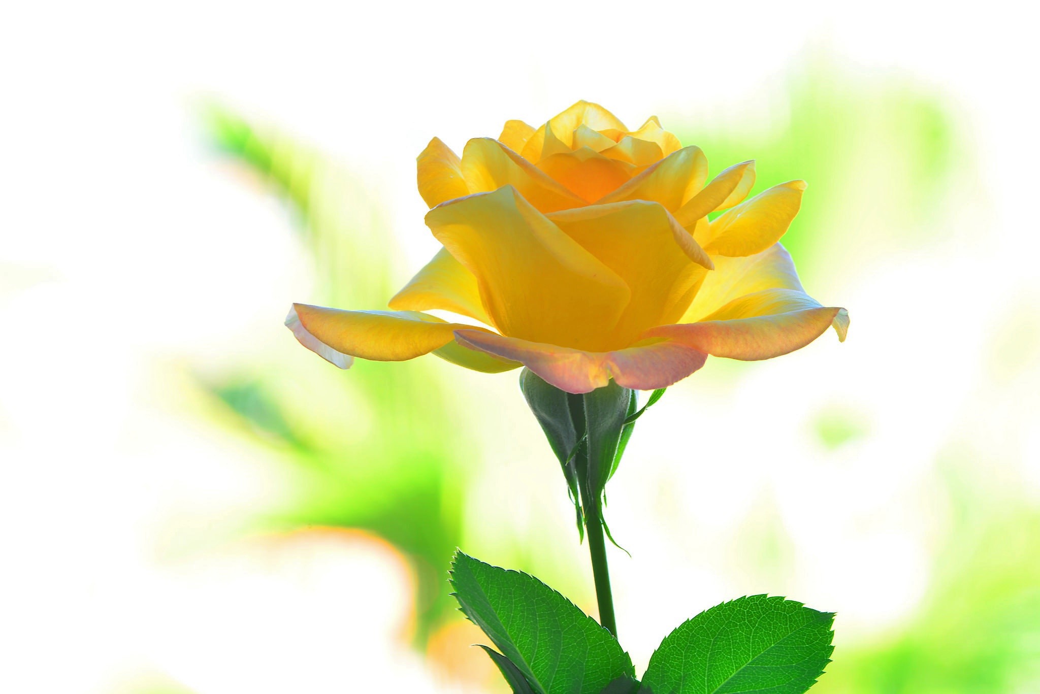 Baixe gratuitamente a imagem Flores, Rosa, Macro, Flor Amarela, Terra/natureza na área de trabalho do seu PC