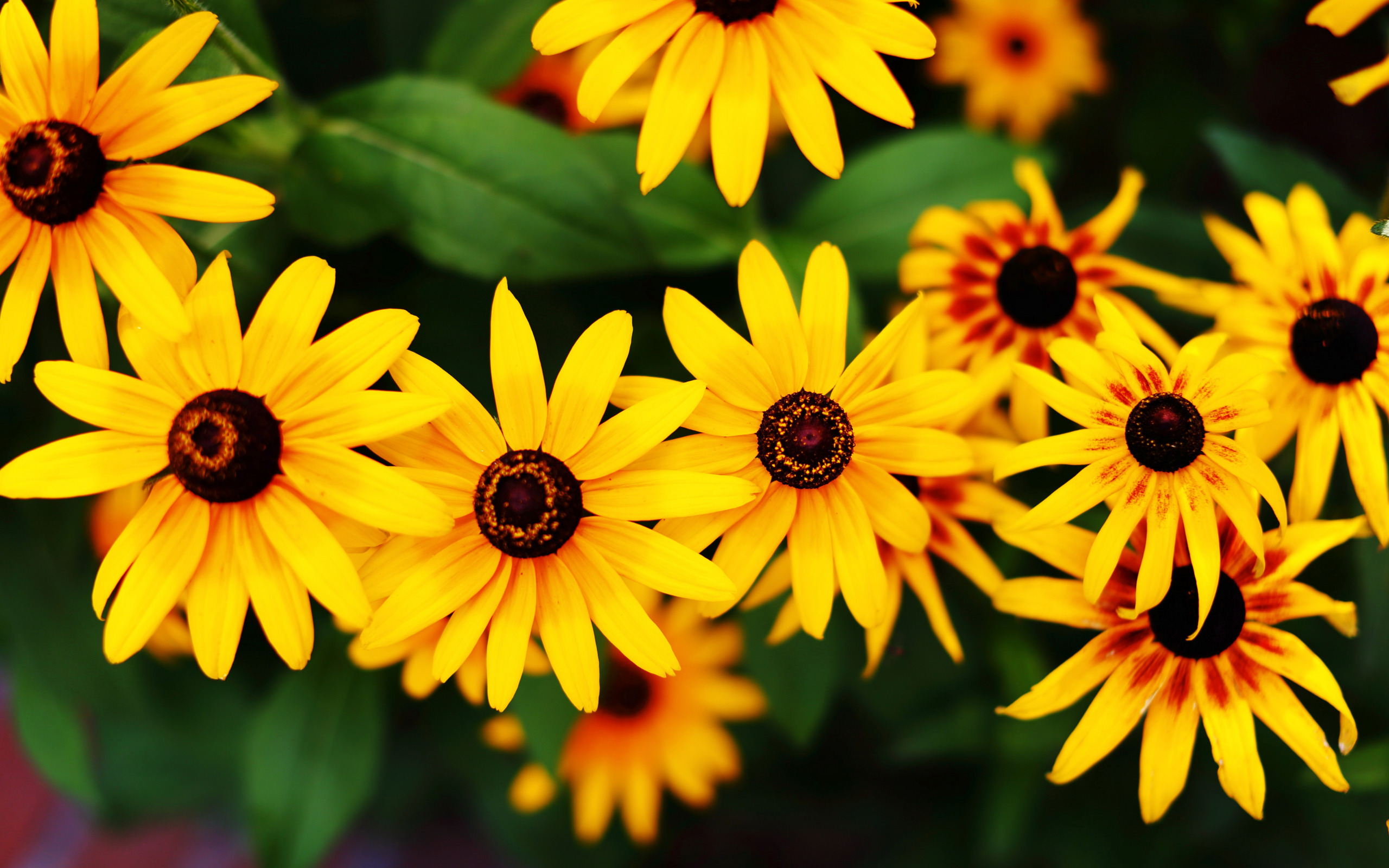 Laden Sie das Blumen, Erde/natur, Schwarzäugige Susanne-Bild kostenlos auf Ihren PC-Desktop herunter