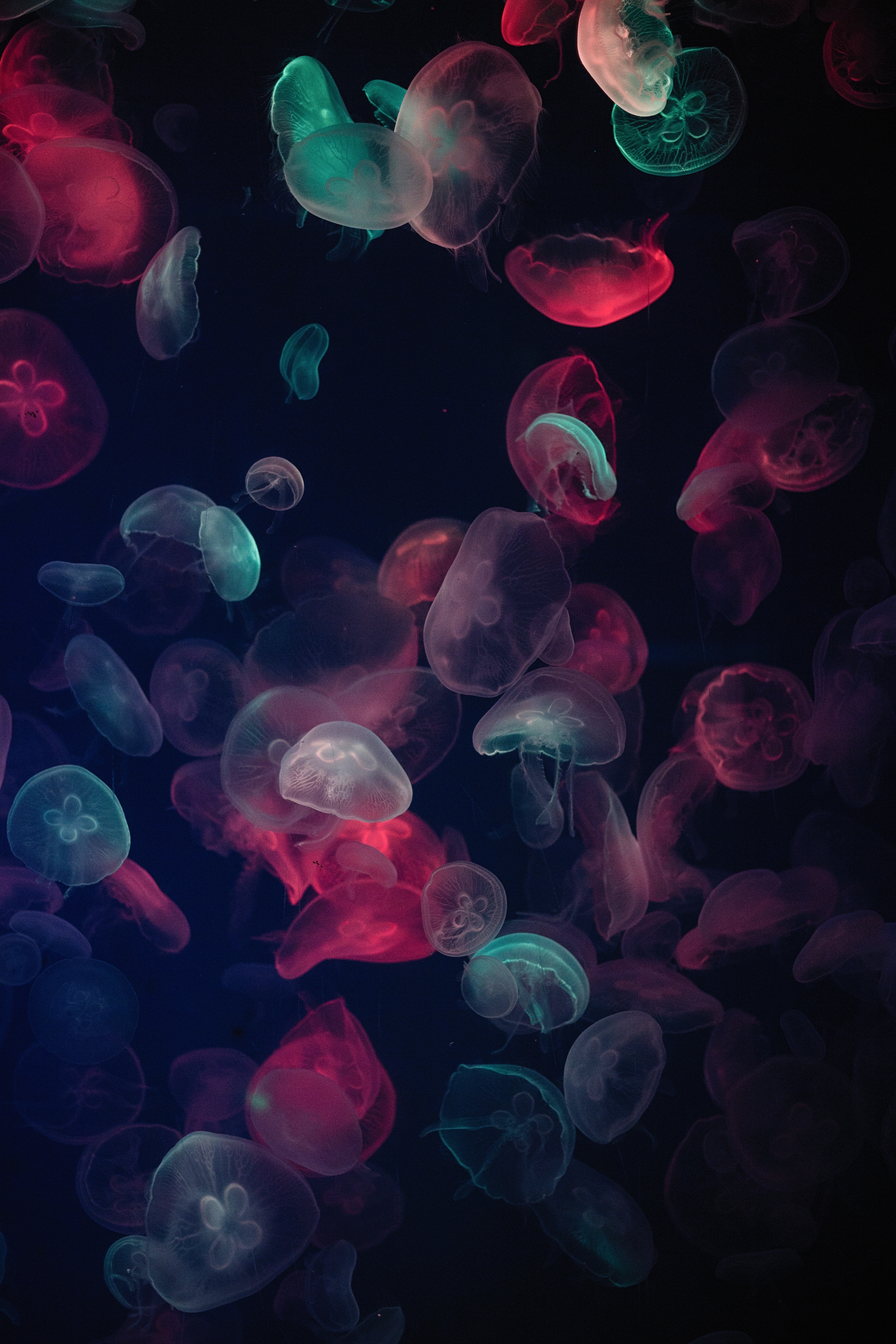 97222 скачать обои медузы, подводный мир, свечение, животные, разноцветный - заставки и картинки бесплатно