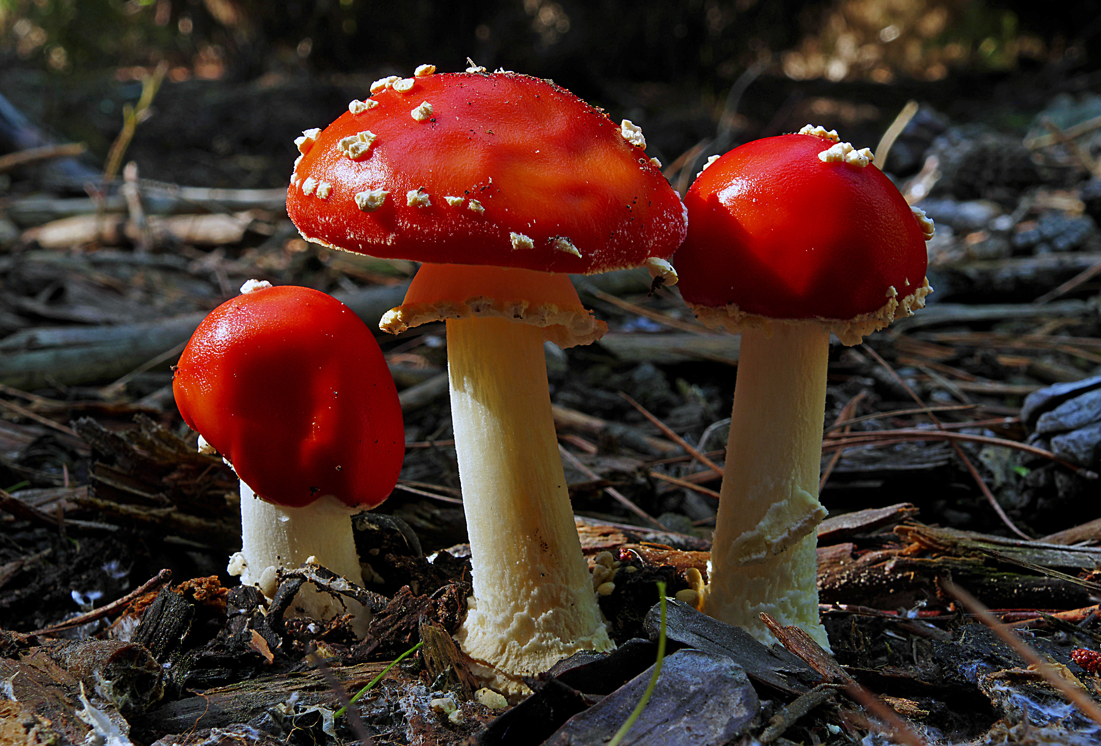 Téléchargez gratuitement l'image Automne, Fermer, Champignon, La Nature, Terre/nature sur le bureau de votre PC