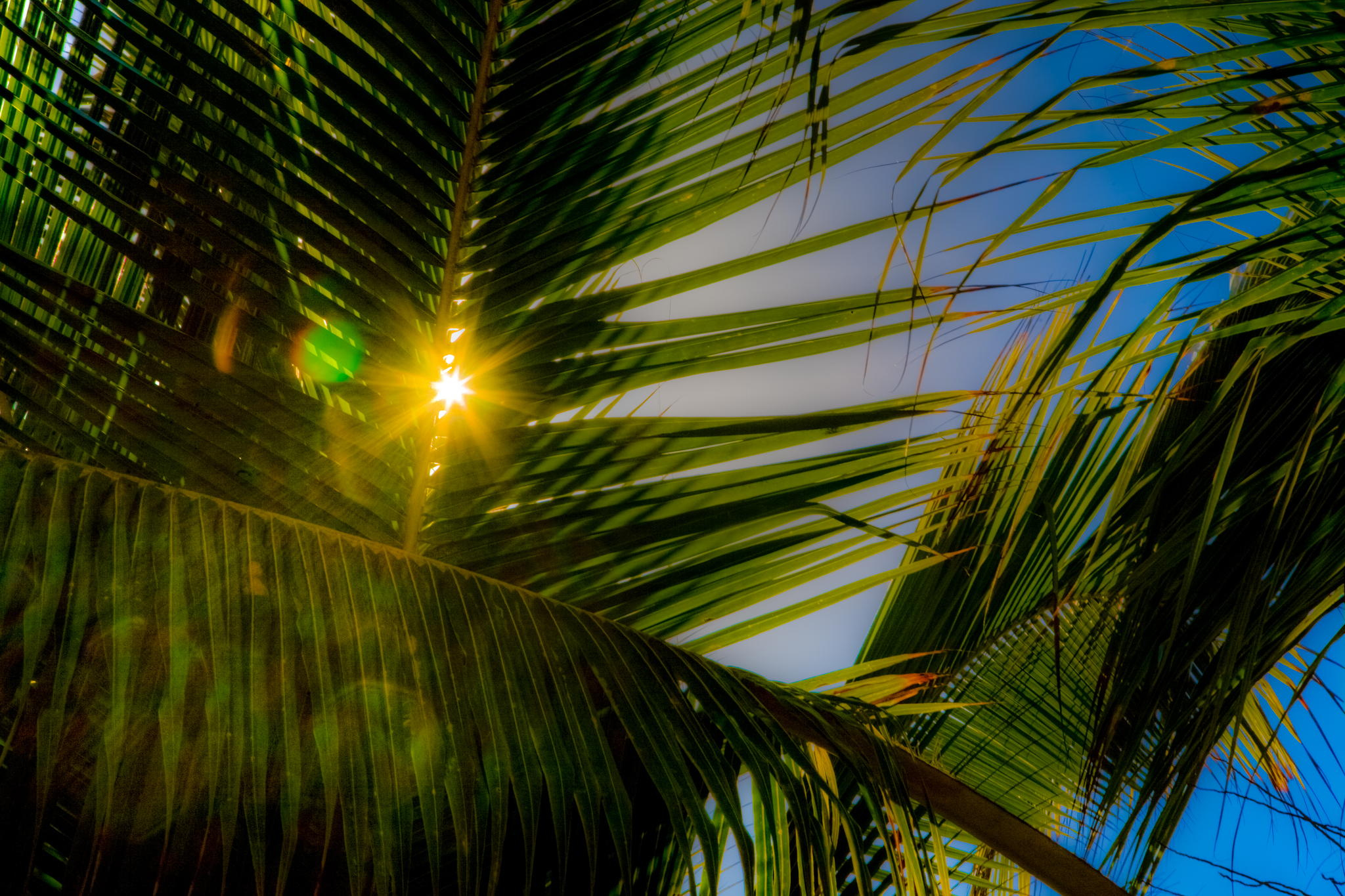Free download wallpaper Nature, Earth, Sunbeam, Palm Tree on your PC desktop