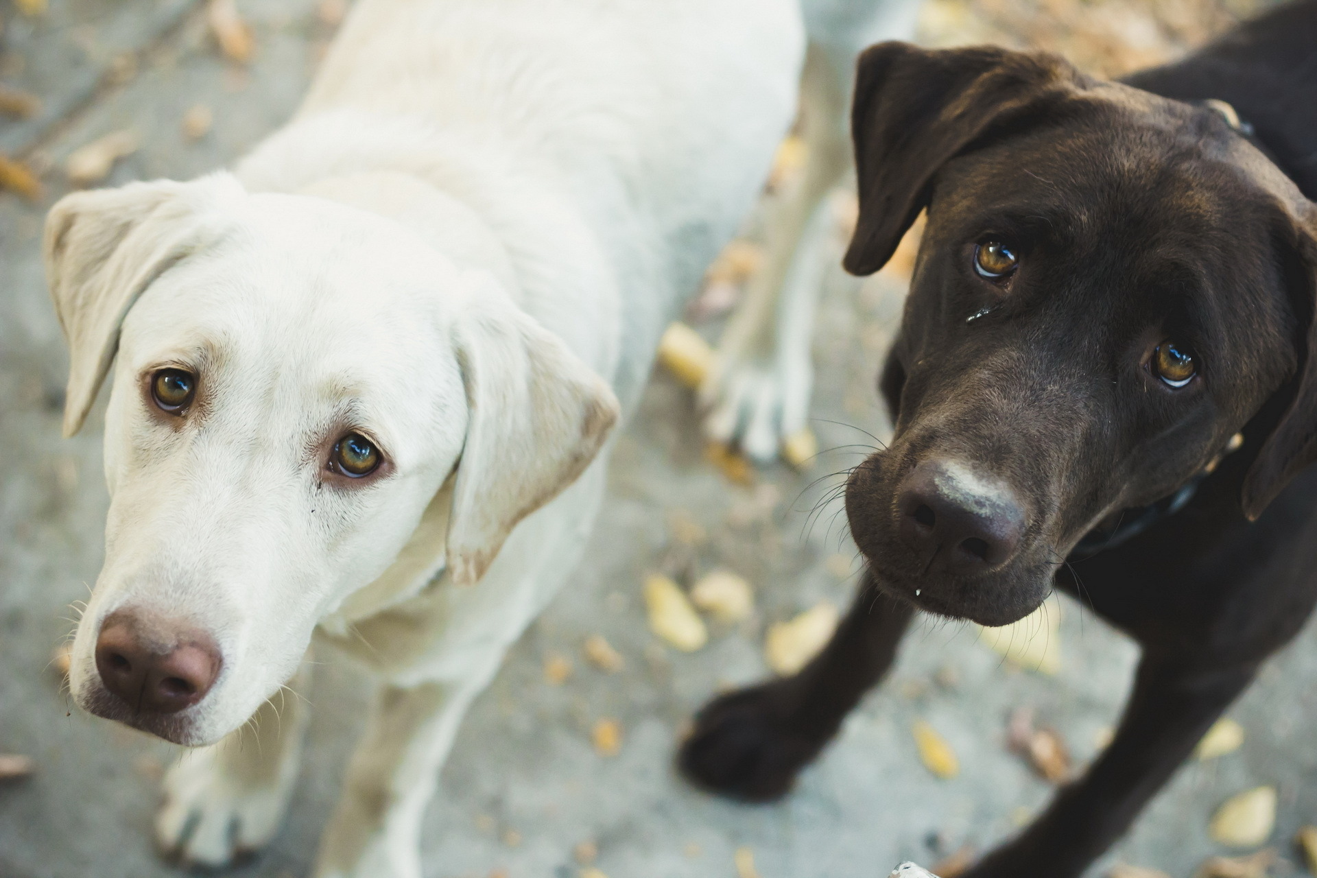 Baixar papel de parede para celular de Cães, Cão, Animais gratuito.