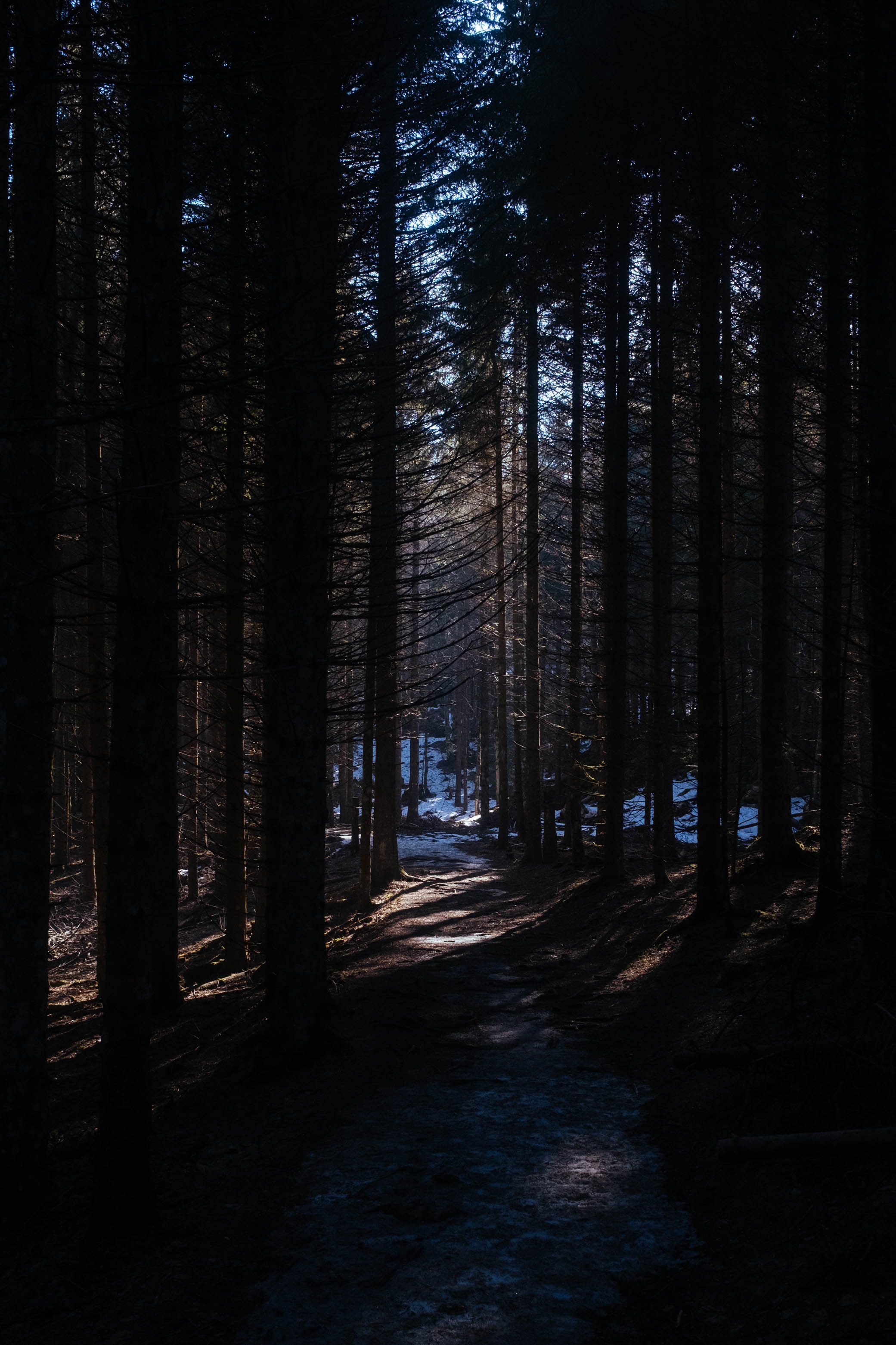 Free download wallpaper Nature, Trees, Forest, Path, Snow on your PC desktop