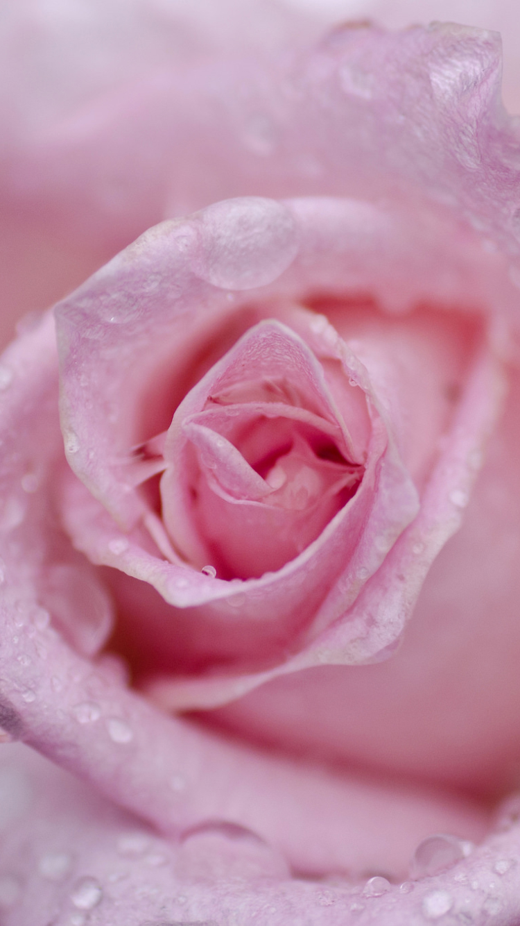 Download mobile wallpaper Flowers, Flower, Macro, Rose, Earth, Water Drop, Pink Flower for free.