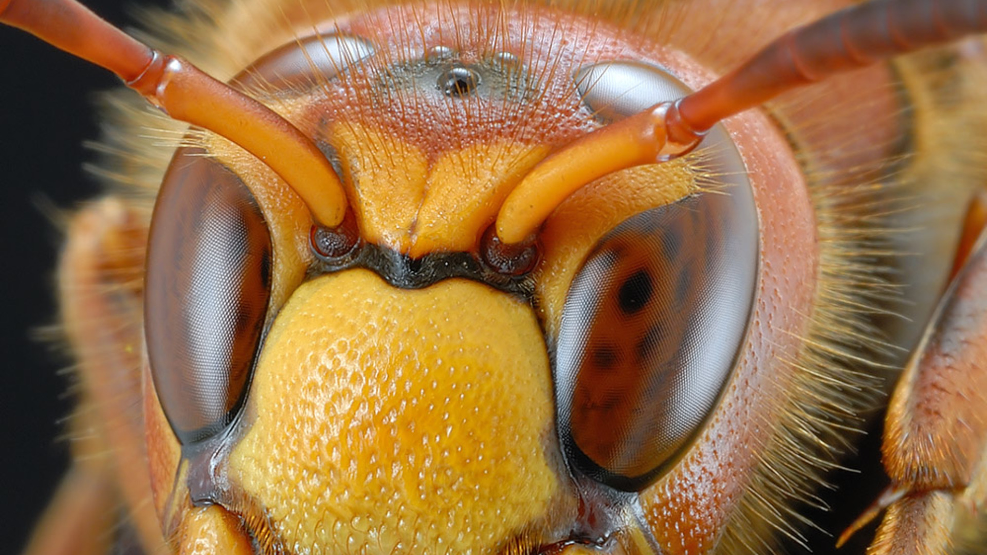 Descarga gratuita de fondo de pantalla para móvil de Insecto, Animales.