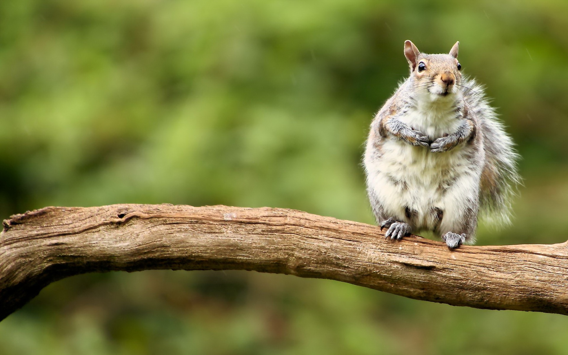 599035 Hintergrundbilder und Eichhörnchen Bilder auf dem Desktop. Laden Sie  Bildschirmschoner kostenlos auf den PC herunter