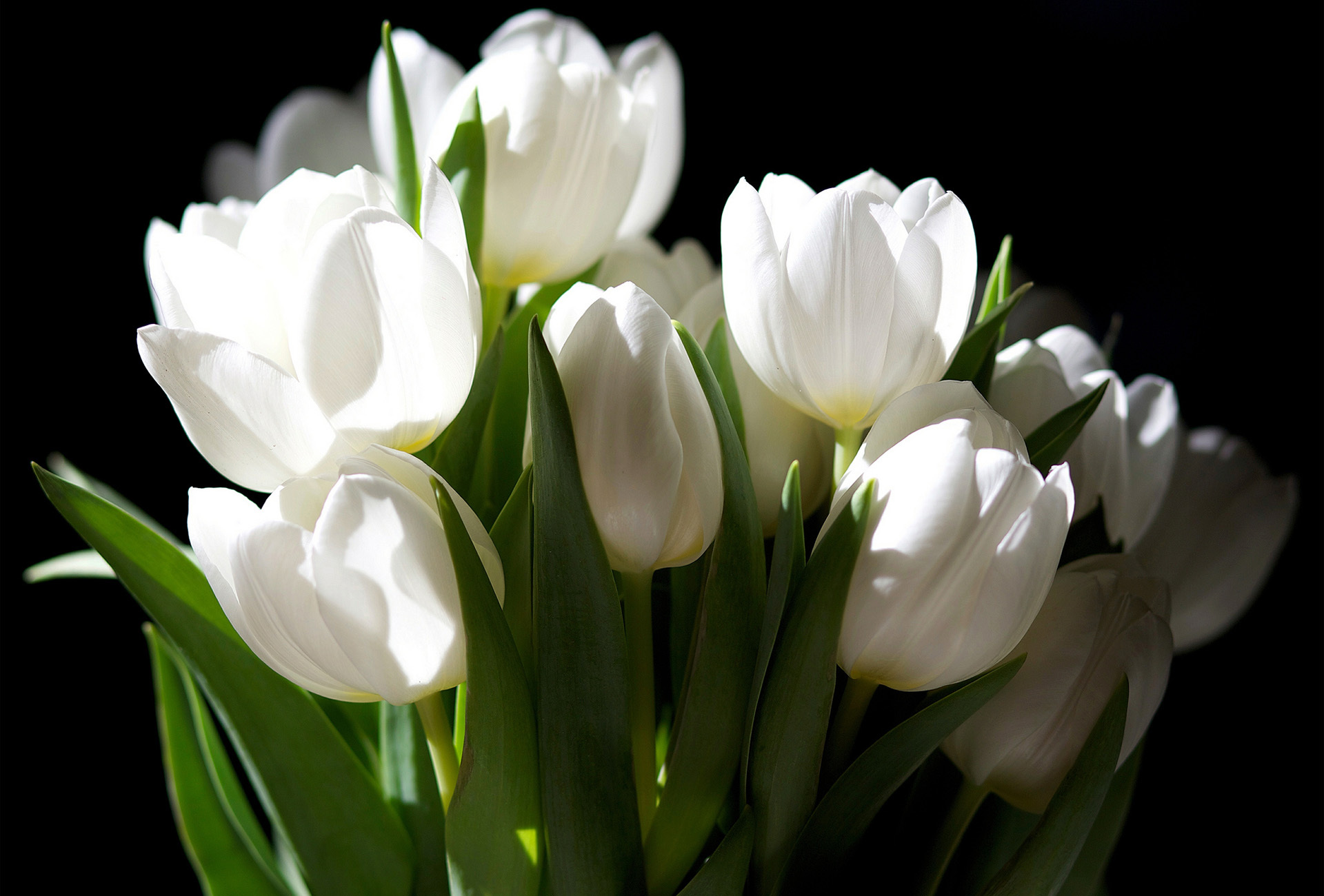Free download wallpaper Flowers, Flower, Earth, Tulip on your PC desktop