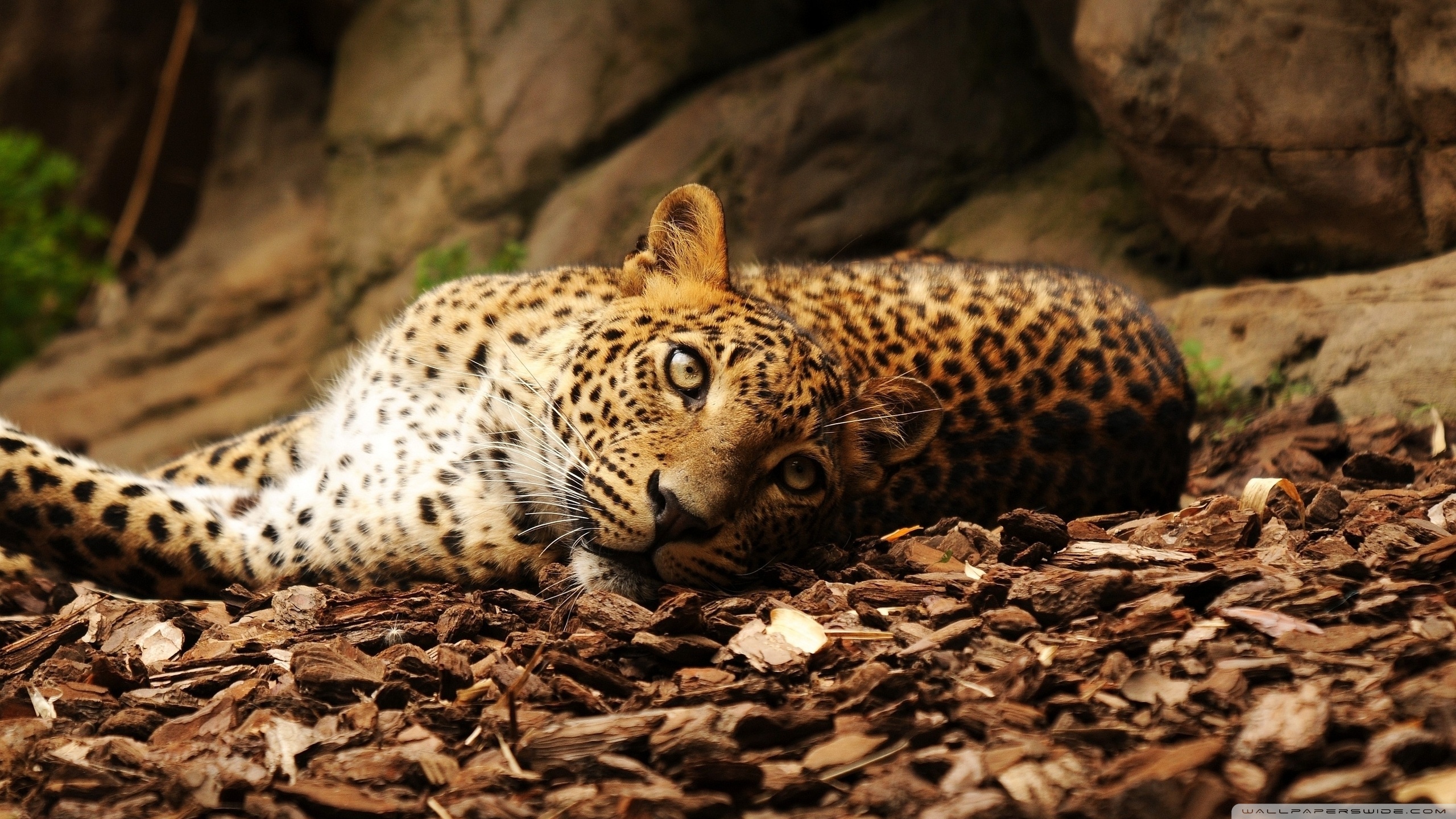 Handy-Wallpaper Leopard, Katzen, Tiere kostenlos herunterladen.