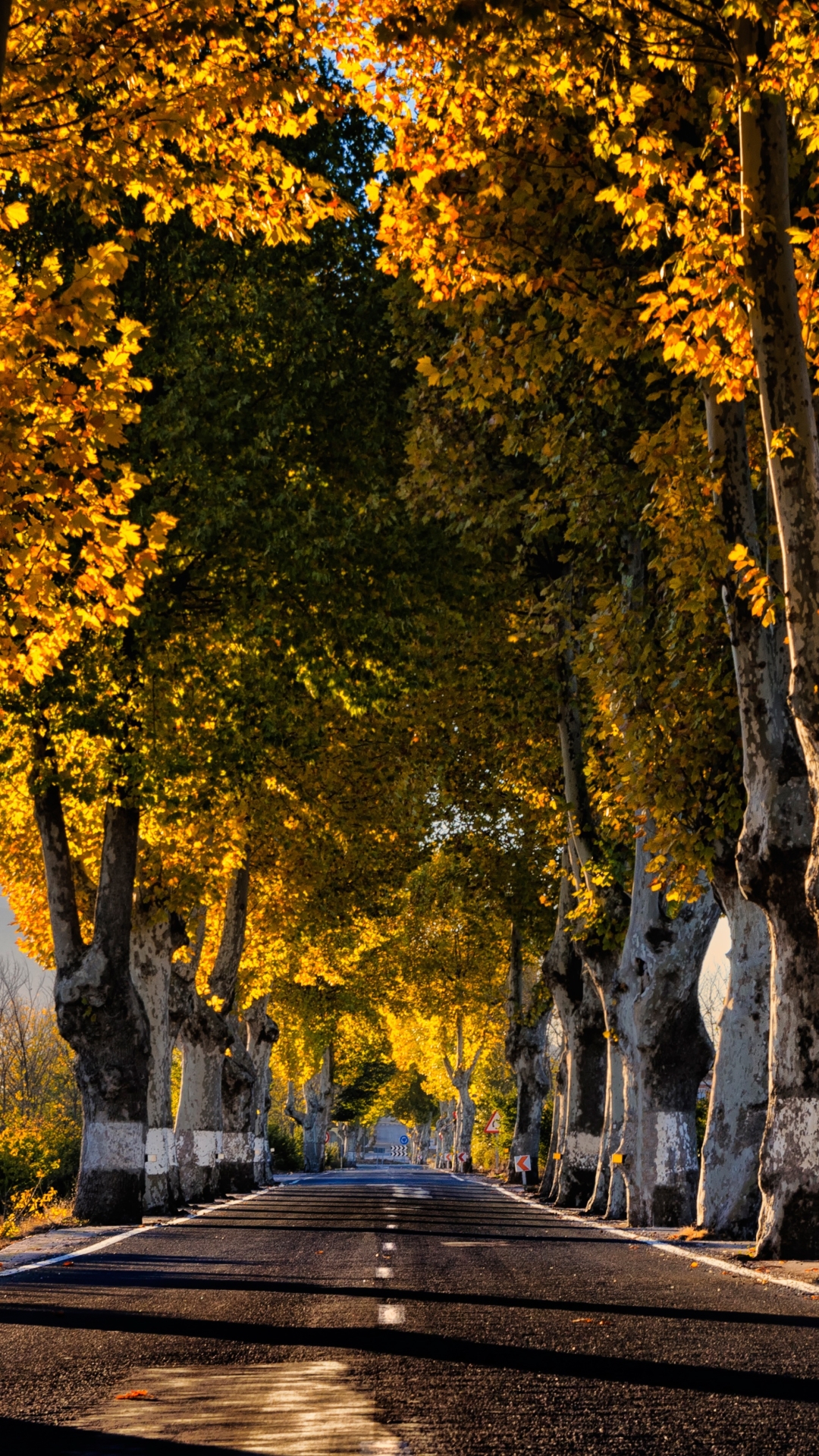 Download mobile wallpaper Road, Tree, Sunny, Man Made, Tree Lined for free.