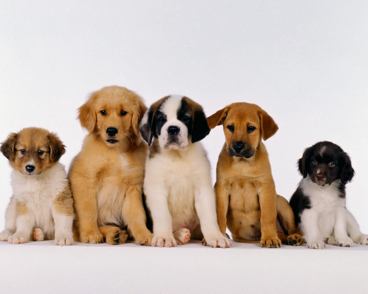 Free download wallpaper Dog, Animal, Puppy on your PC desktop