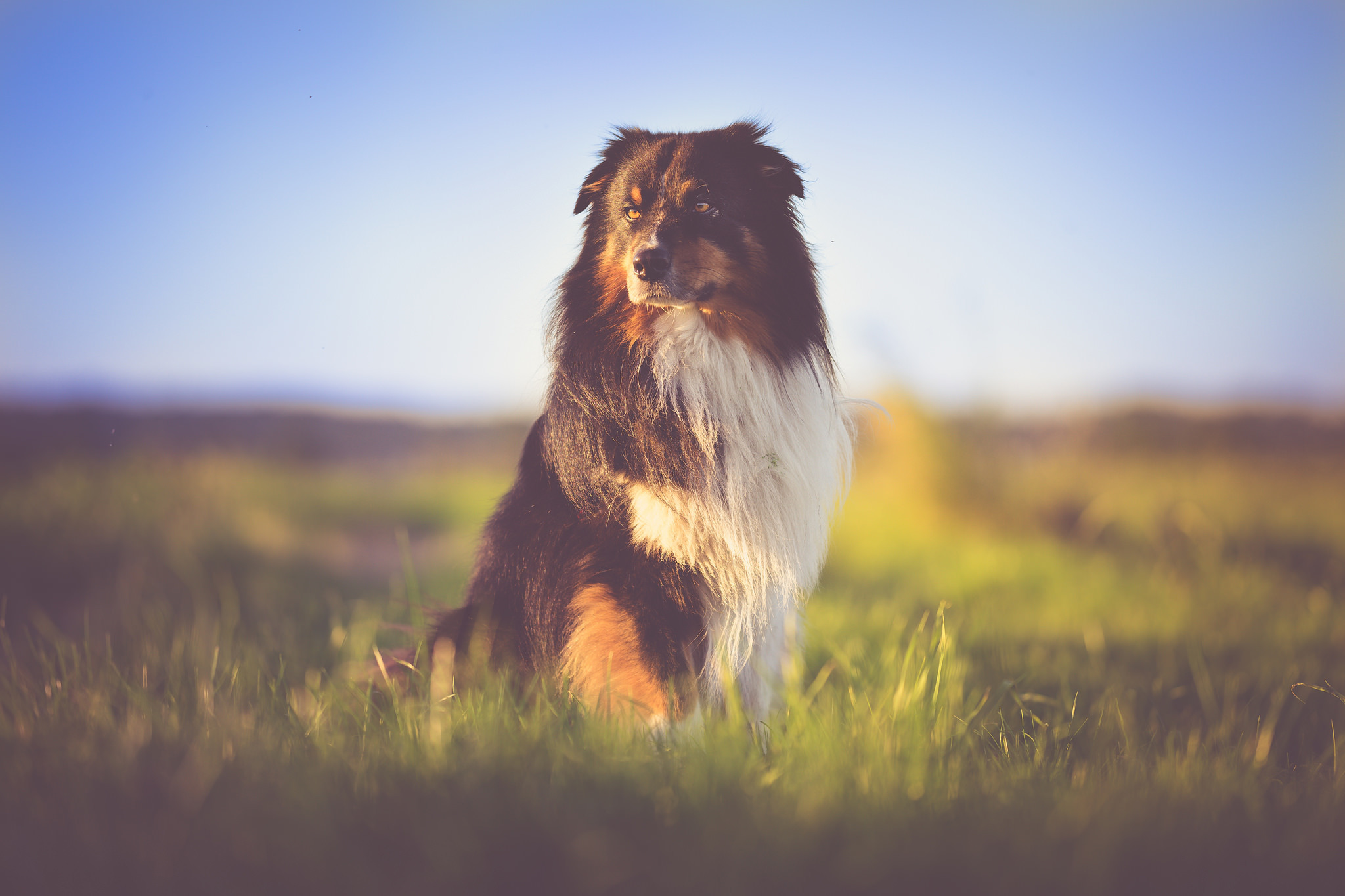 Download mobile wallpaper Dogs, Grass, Dog, Animal, Australian Shepherd for free.
