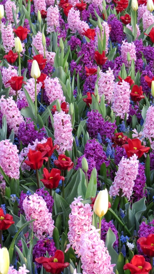 無料モバイル壁紙自然, フラワーズ, チューリップ, ヒヤシンス, 花, 地球, 赤い花, ピンクの花, 紫色の花をダウンロードします。