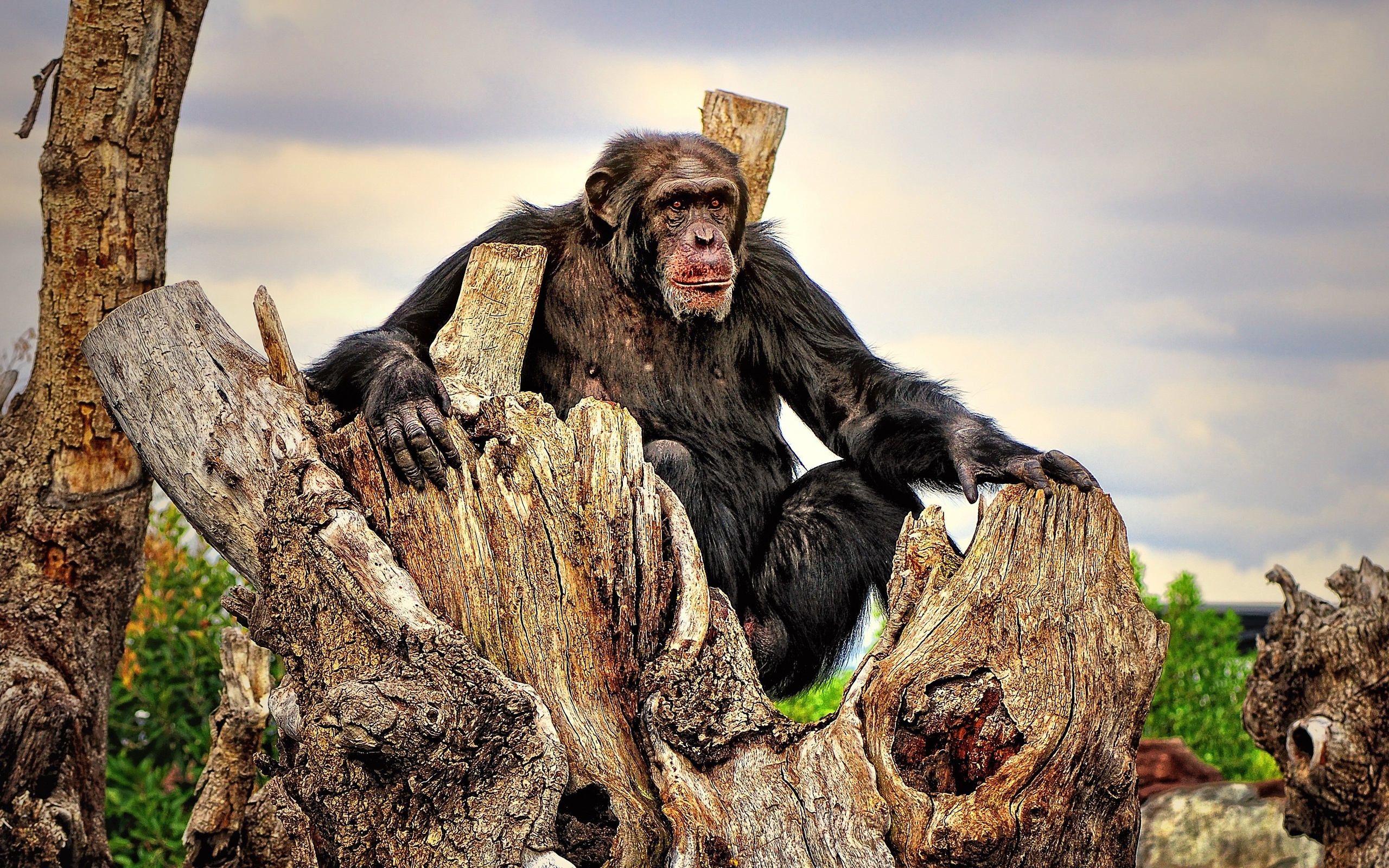 Скачать обои бесплатно Шимпанзе, Обезьяны, Животные картинка на рабочий стол ПК