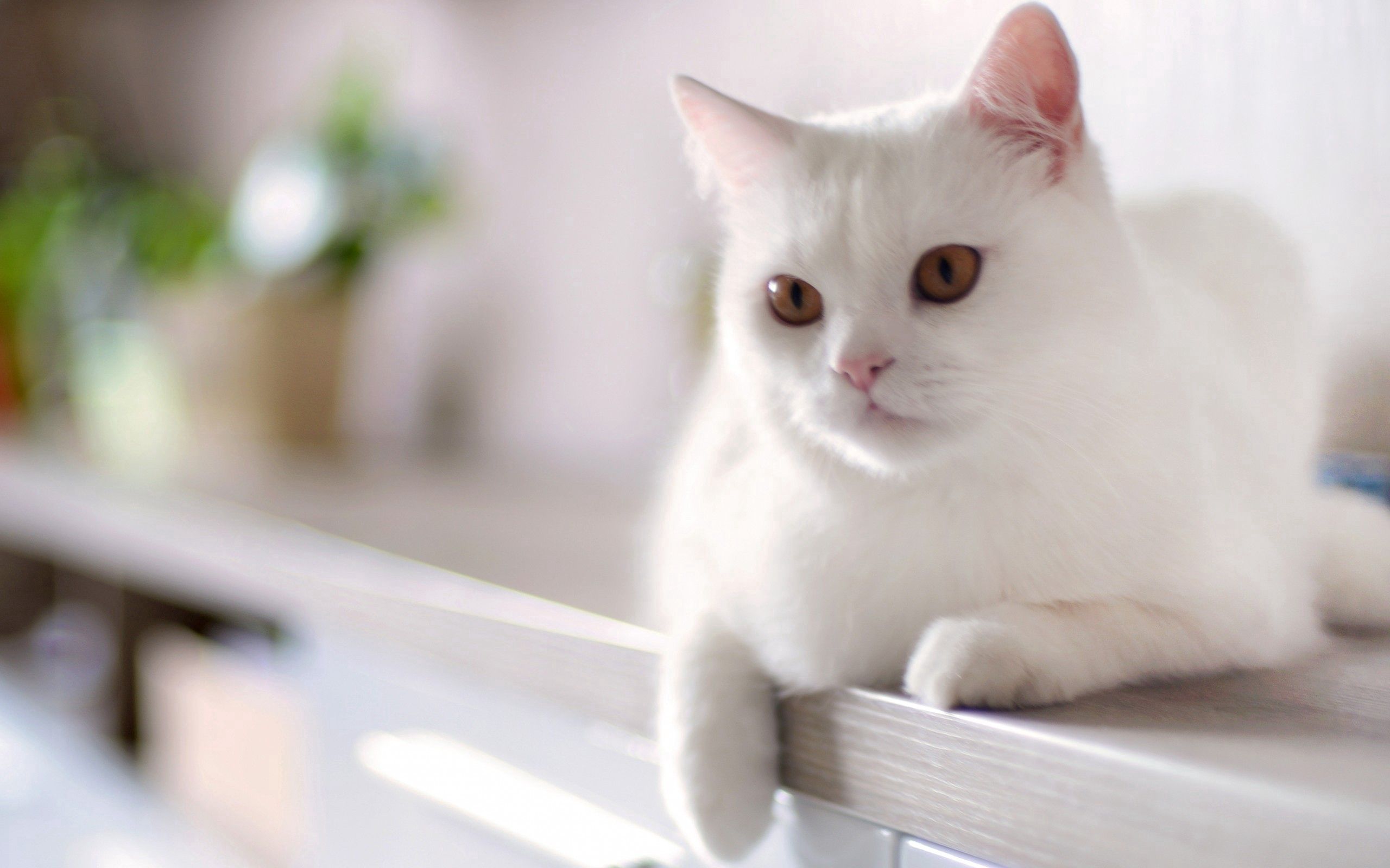 無料モバイル壁紙動物, 座る, キティ, 白い, ネコ, 子猫, 猫をダウンロードします。