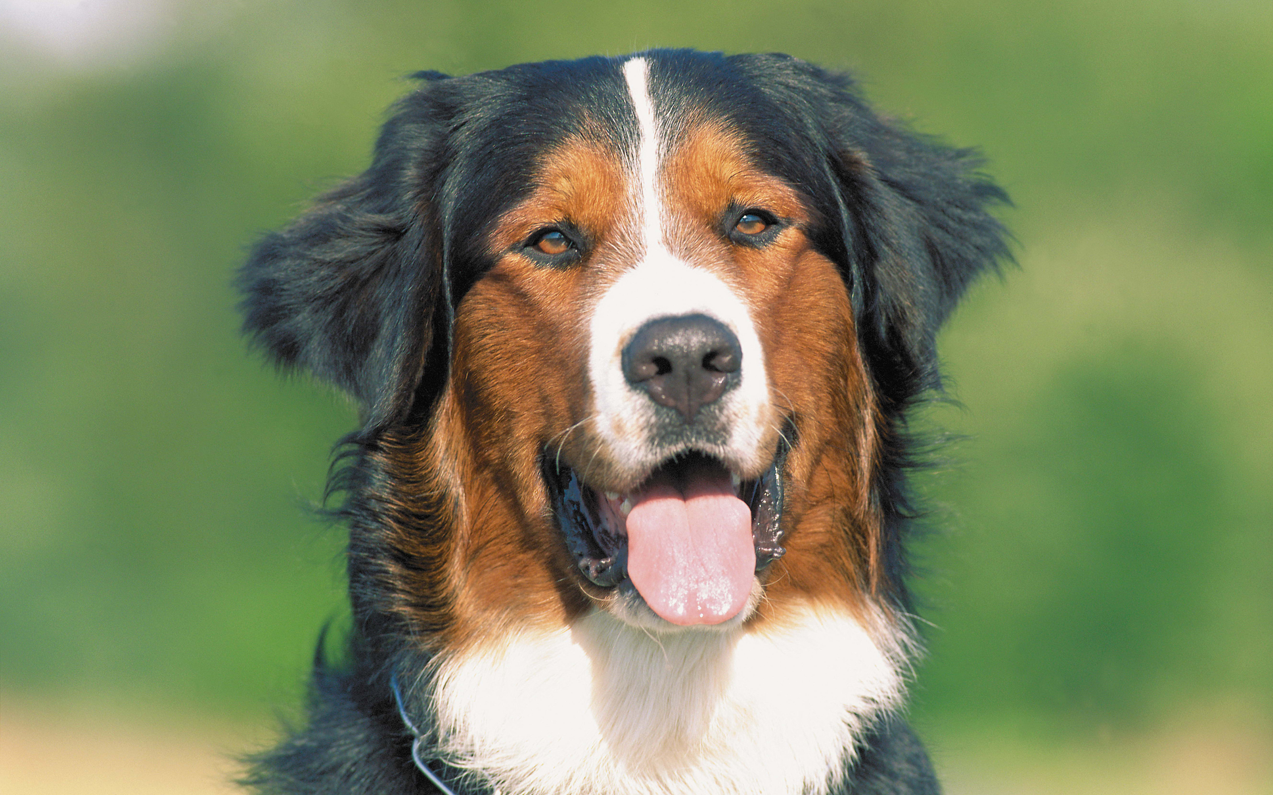 Baixar papel de parede para celular de Animais, Cães, Cão gratuito.