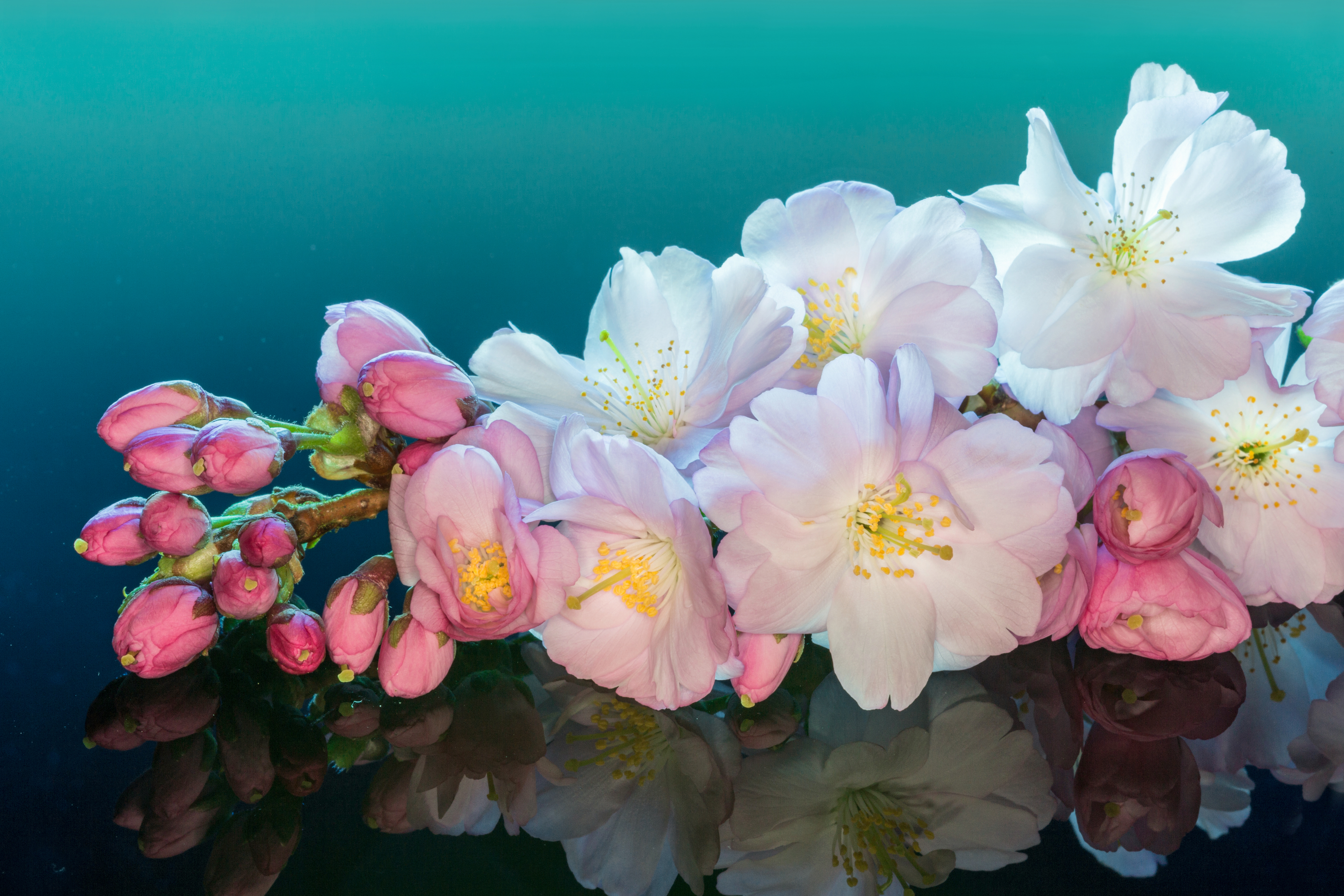 Laden Sie das Natur, Blumen, Blume, Blüte, Weiße Blume, Erde/natur, Spiegelung-Bild kostenlos auf Ihren PC-Desktop herunter