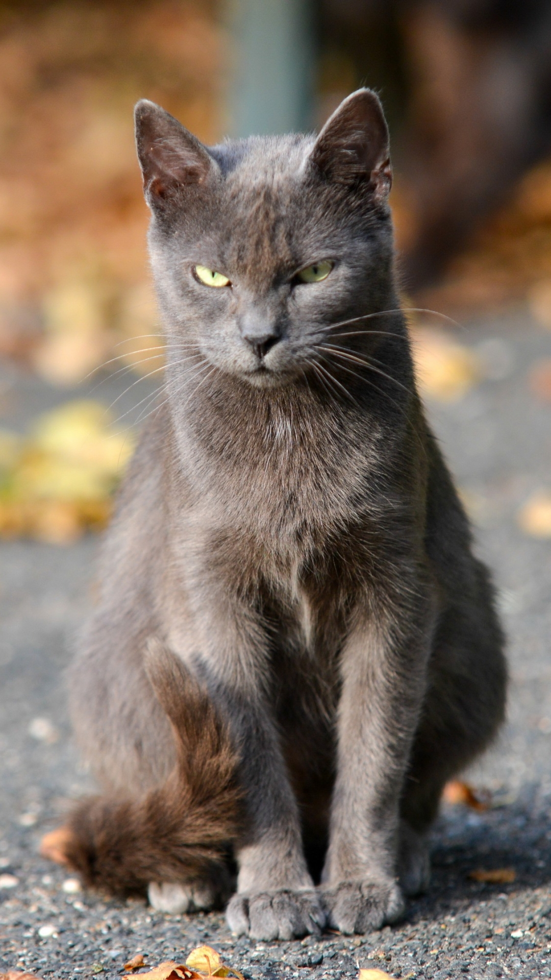 Baixar papel de parede para celular de Animais, Gatos, Gato gratuito.