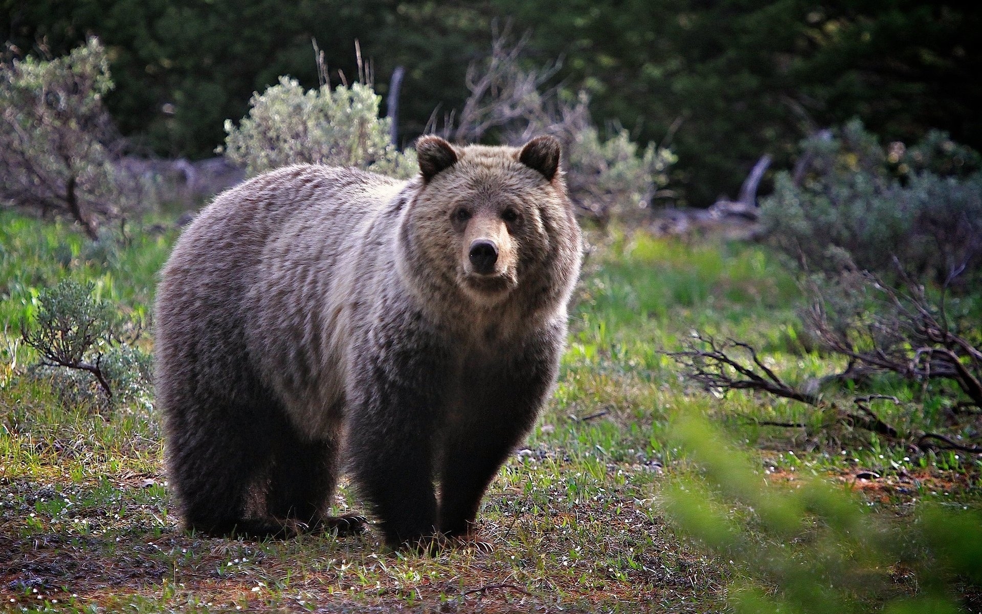 Descarga gratis la imagen Animales, Oso en el escritorio de tu PC