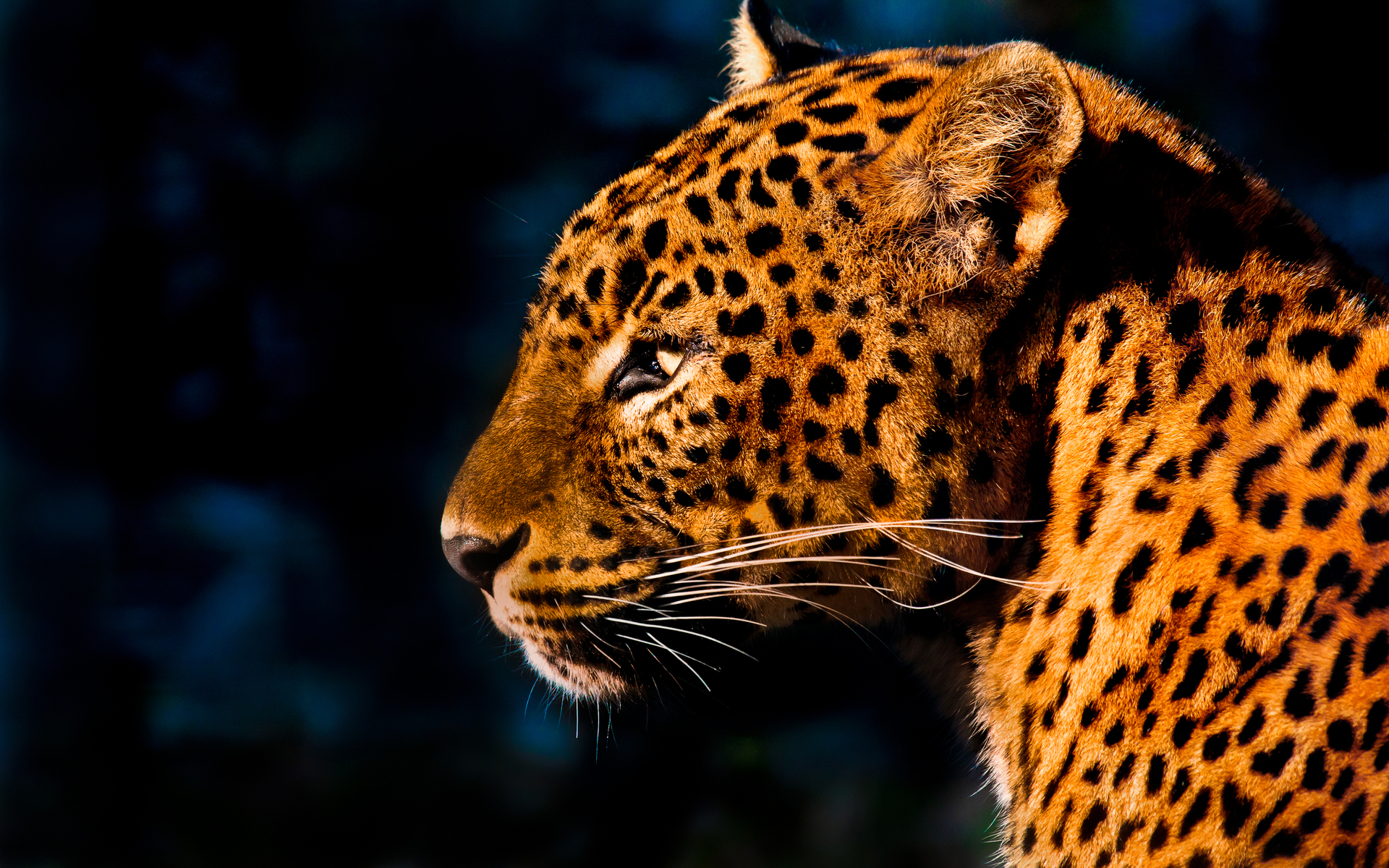 Download mobile wallpaper Cats, Leopard, Animal for free.