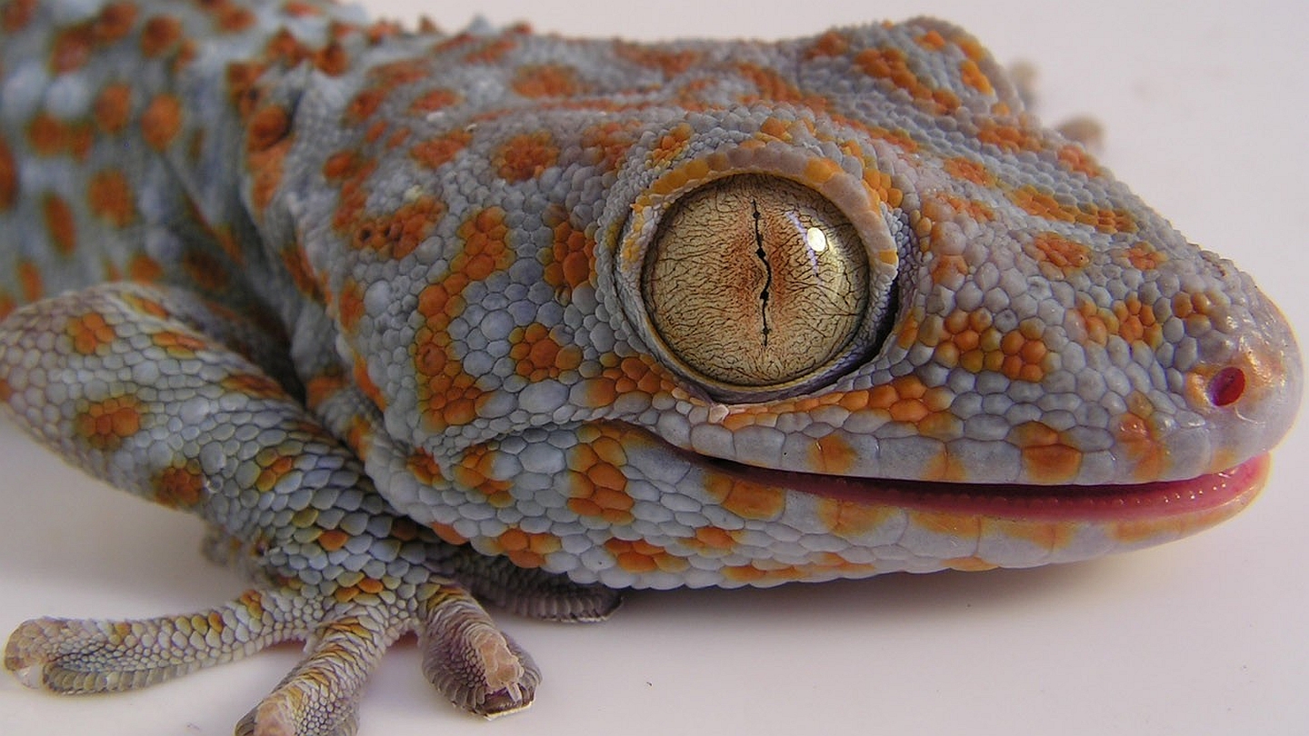 271366 Hintergrundbild herunterladen tiere, gecko, eidechse, reptilien - Bildschirmschoner und Bilder kostenlos