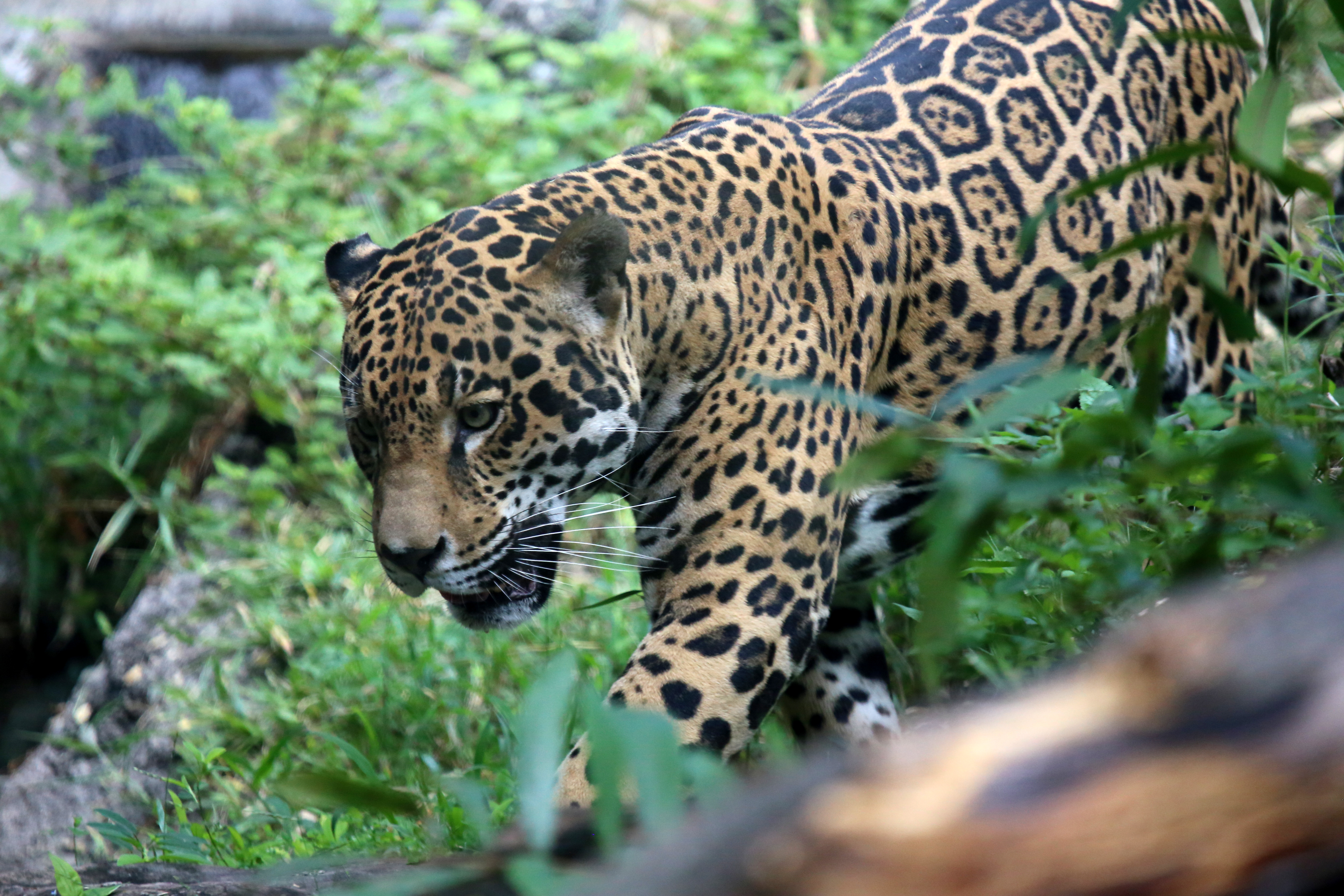 Téléchargez des papiers peints mobile Jaguar, Chats, Animaux gratuitement.
