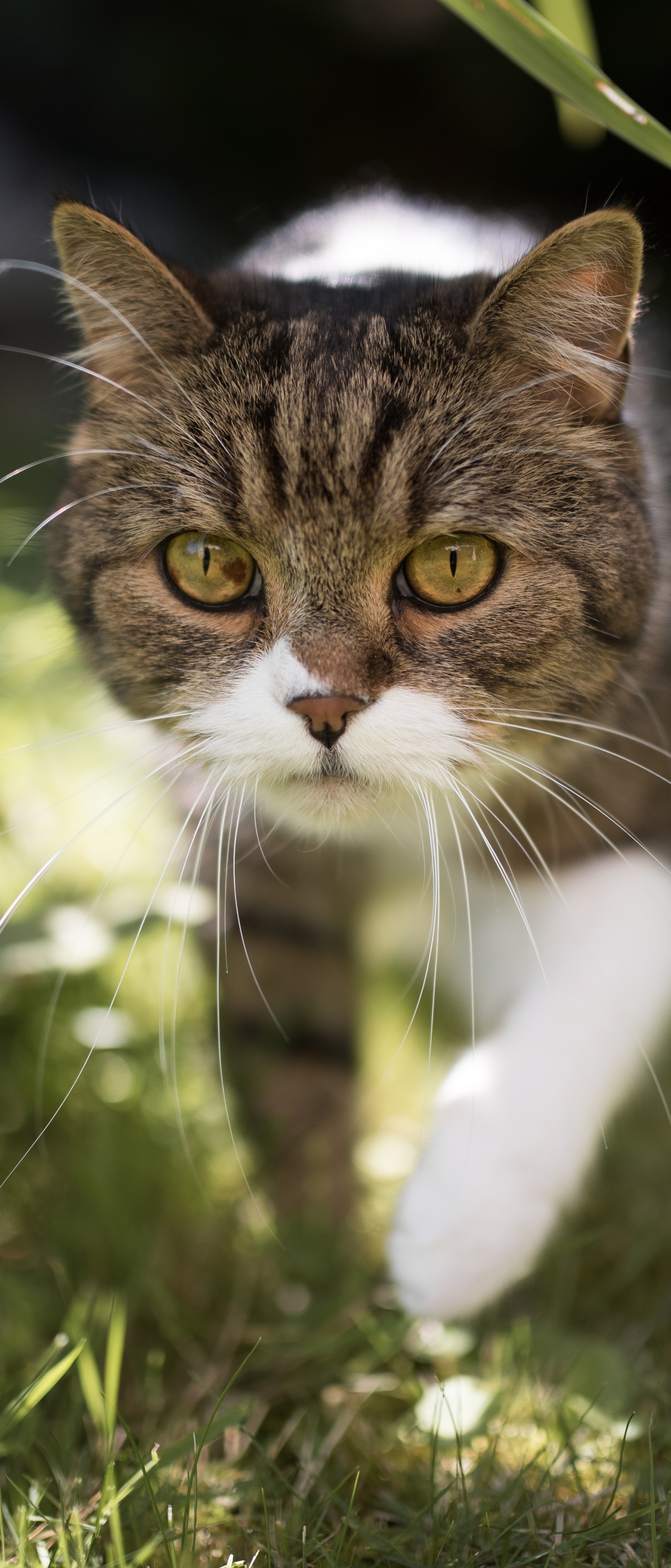 Descarga gratuita de fondo de pantalla para móvil de Animales, Gatos, Gato, De Cerca.