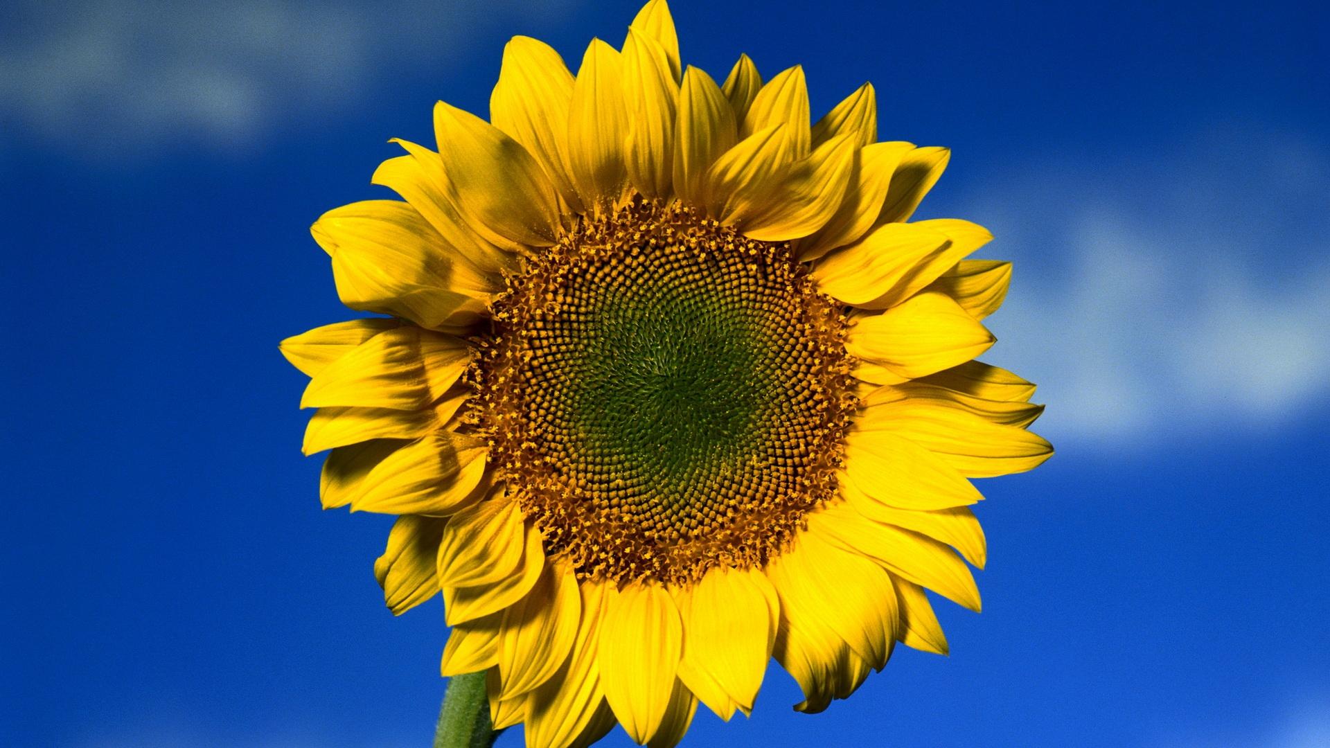 Download mobile wallpaper Sunflower, Flowers, Earth for free.