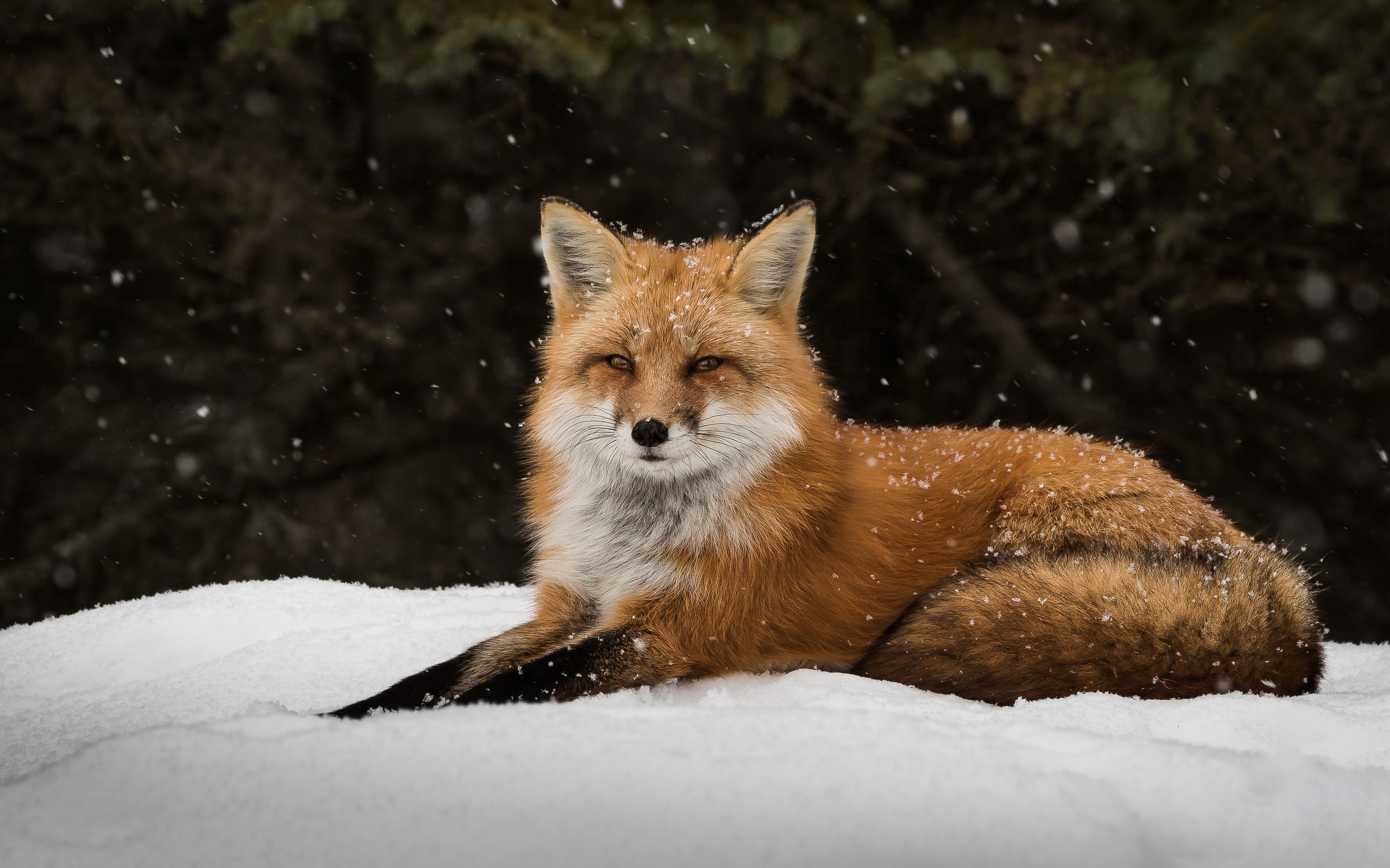 Download mobile wallpaper Snow, Fox, Close Up, Animal, Snowfall for free.