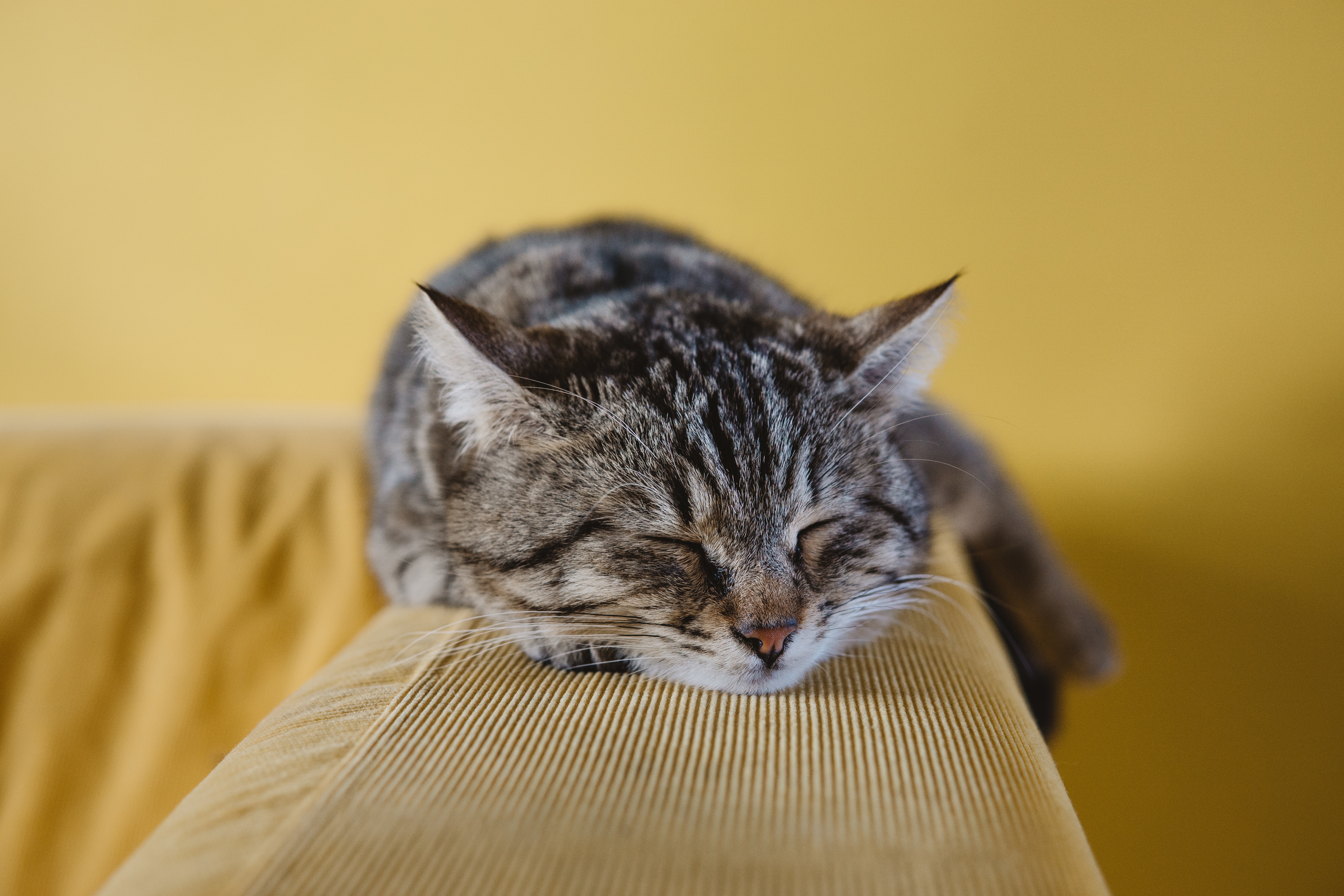 Handy-Wallpaper Tiere, Katzen, Katze, Schlafen kostenlos herunterladen.